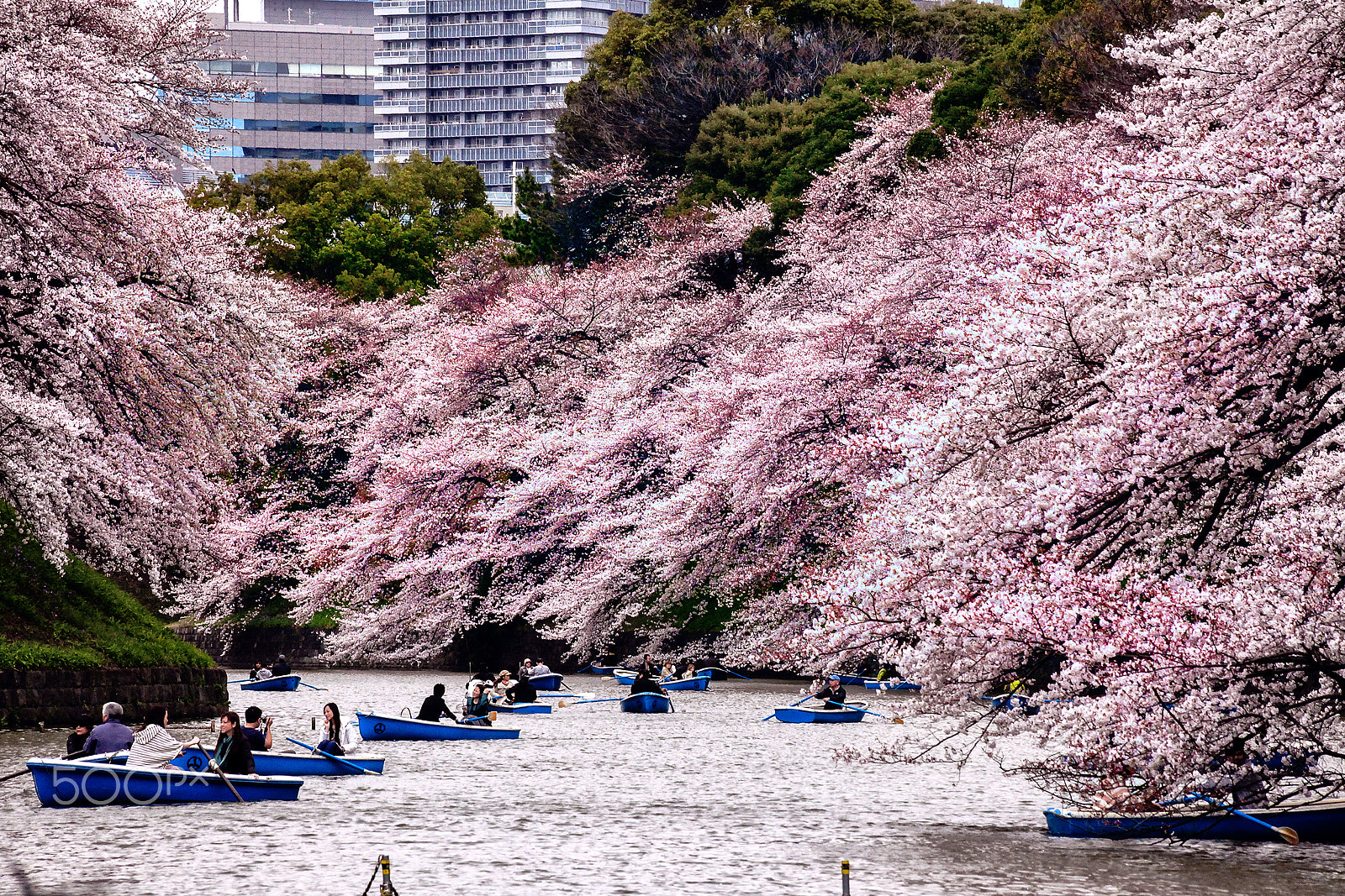 Canon EOS 5D Mark II sample photo. Spring. tokyo 2012. photography