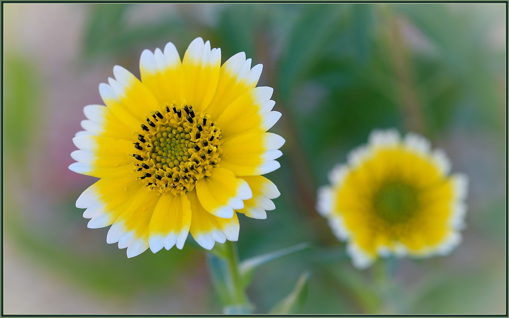Nikon D750 sample photo. Tidy tips daisies photography