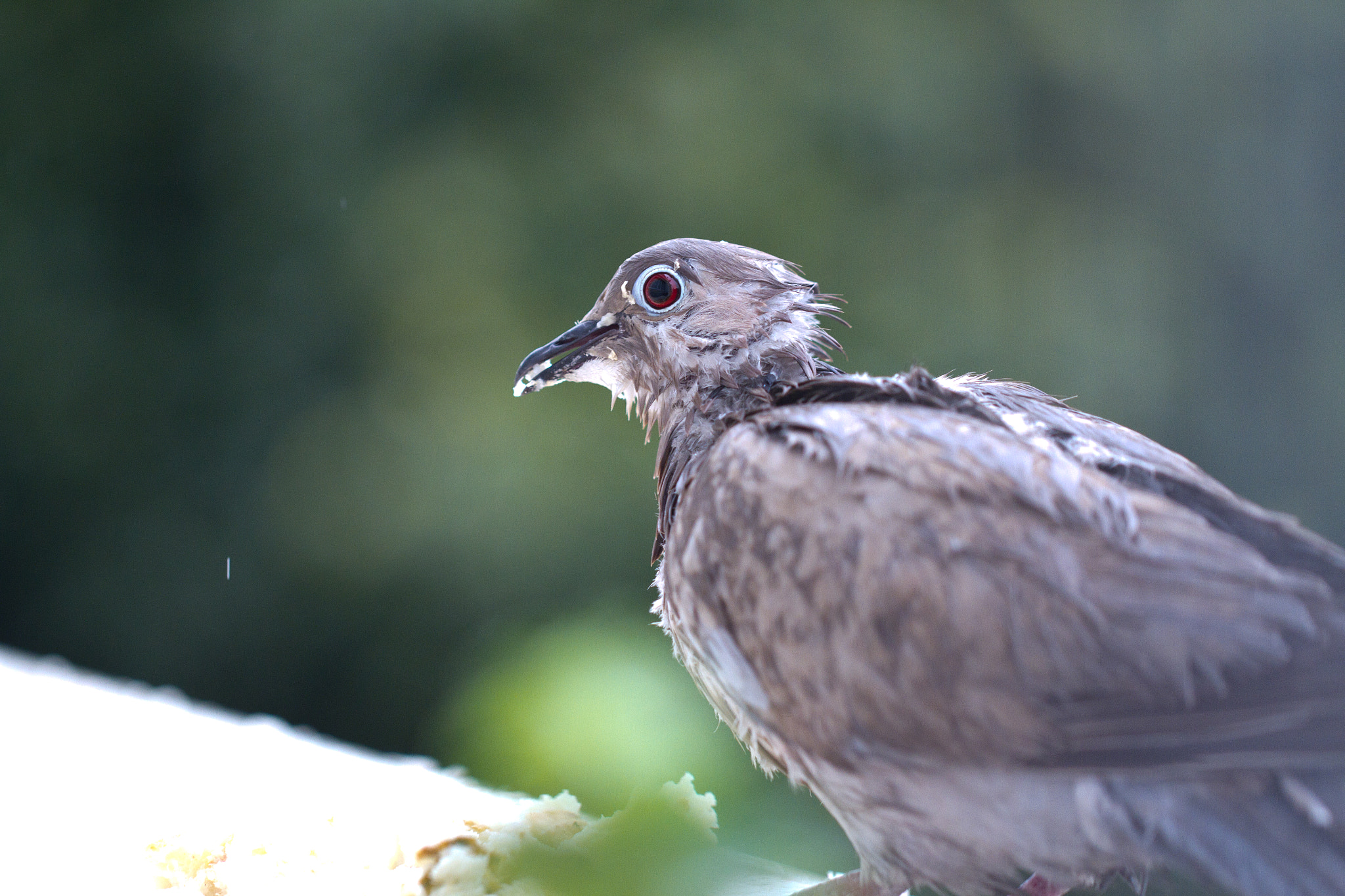 Canon EF 100mm F2.8L Macro IS USM sample photo. Pigeon wet photography