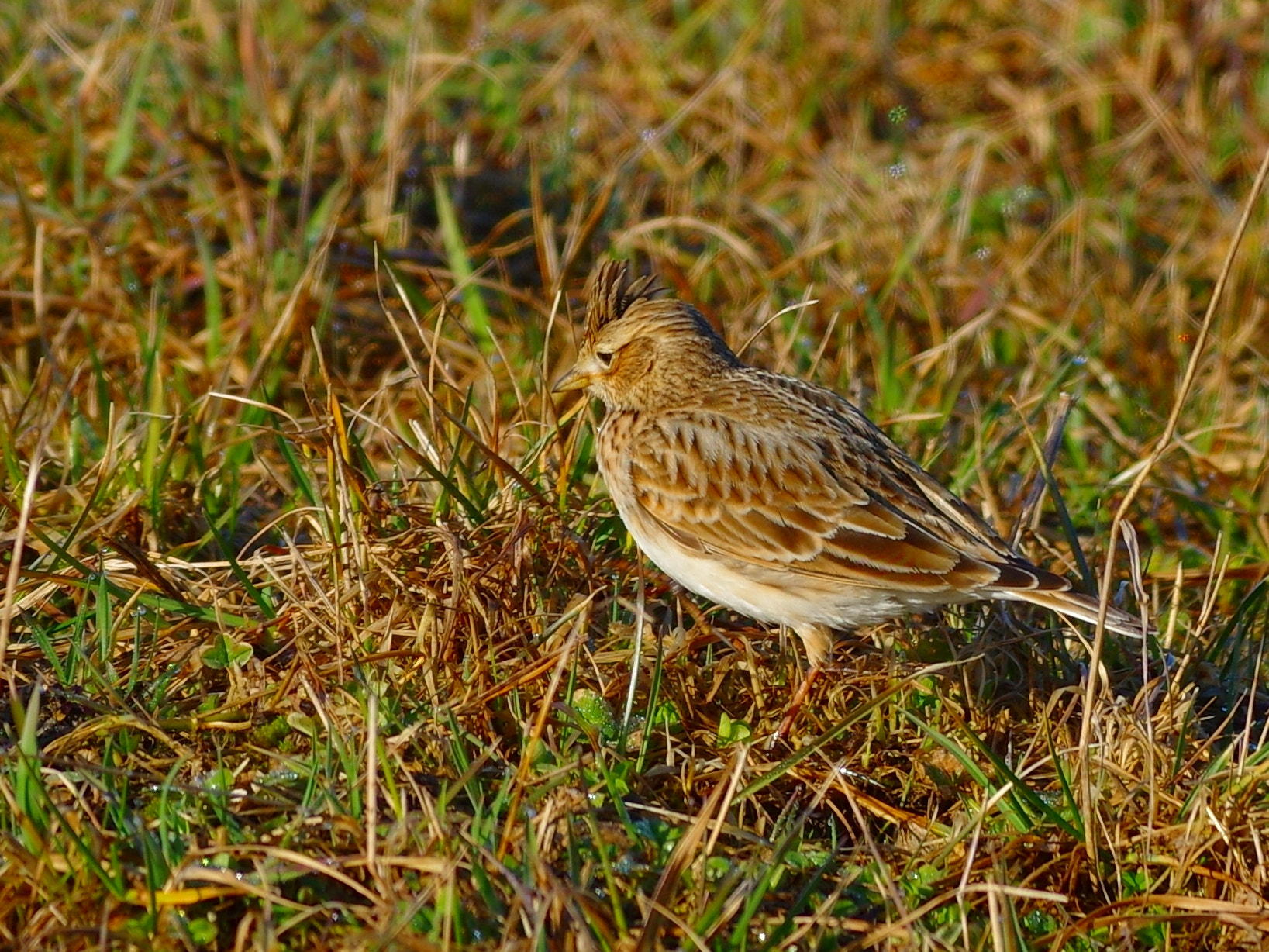 Pentax K-3 + Pentax smc DA* 300mm F4.0 ED (IF) SDM sample photo. Ground lark photography