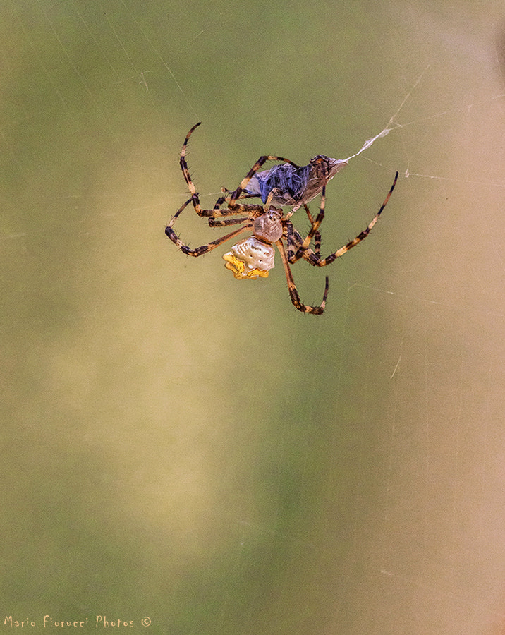 Canon EOS 7D Mark II + Canon EF 100-400mm F4.5-5.6L IS USM sample photo. Tiger spider photography