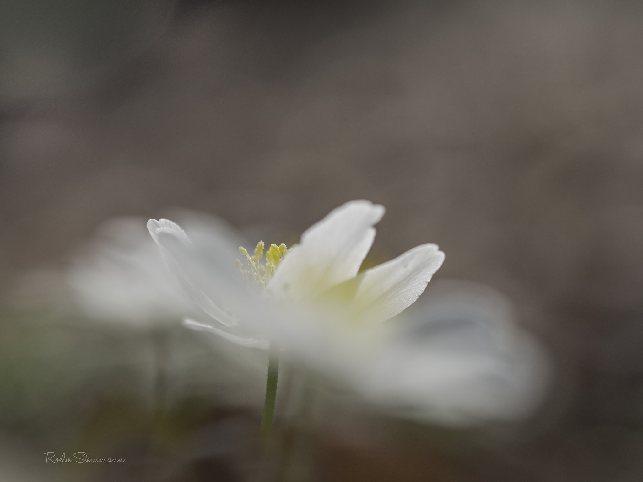 Olympus M.Zuiko Digital ED 60mm F2.8 Macro sample photo. White veil photography