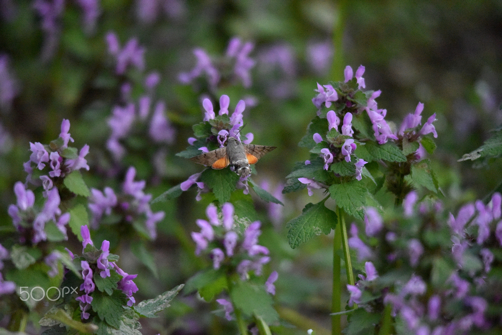 Sigma 150-500mm F5-6.3 DG OS HSM sample photo. Dsc photography