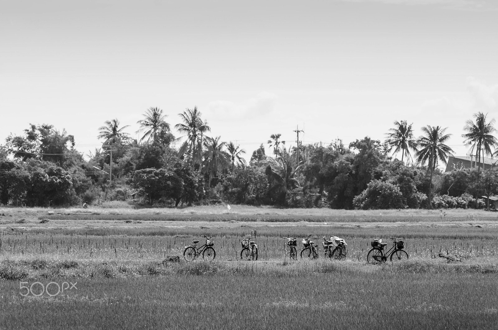 Nikon AF-Nikkor 80-200mm F2.8D ED sample photo. Bicycle in rice paddy outdoor photography