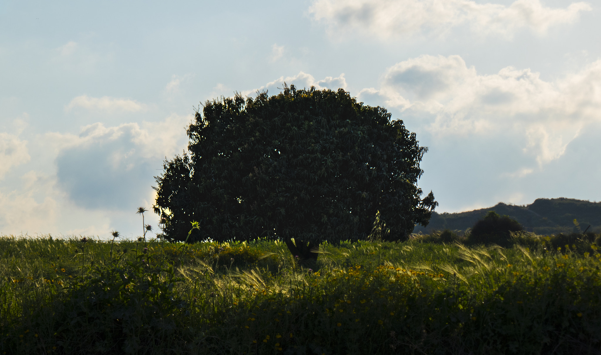 Panasonic DMC-TZ110 sample photo. Lonely tree photography