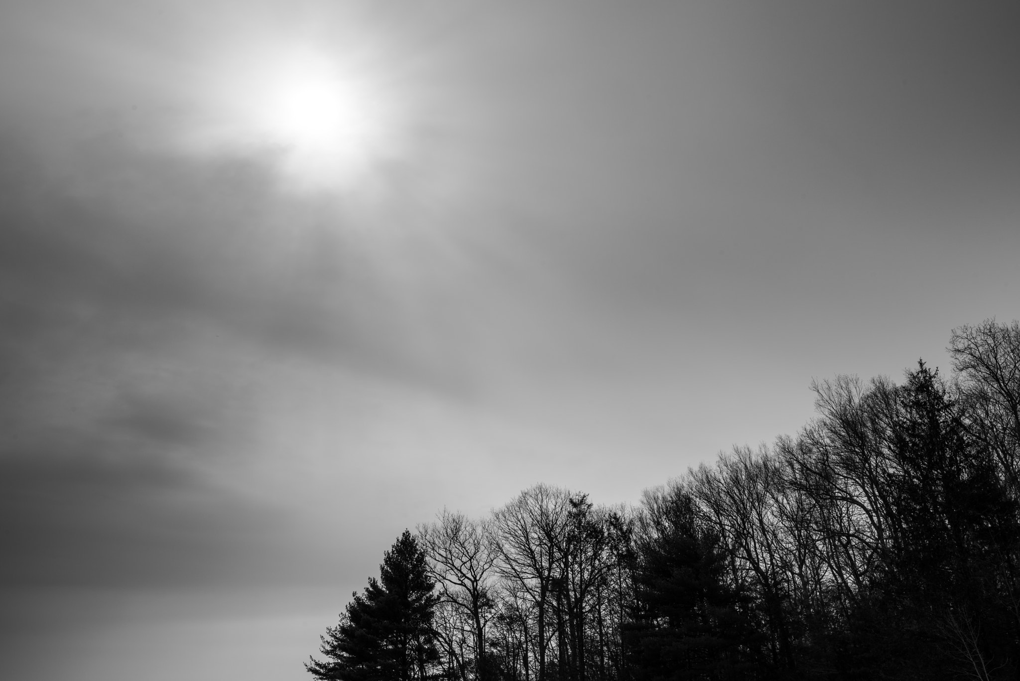 Pentax K-1 sample photo. Sky and trees, black and white photography