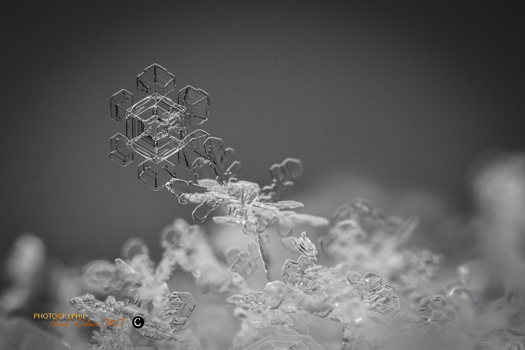 Nikon D7100 sample photo. Tournesol glacé, ice sunny flower.... photography