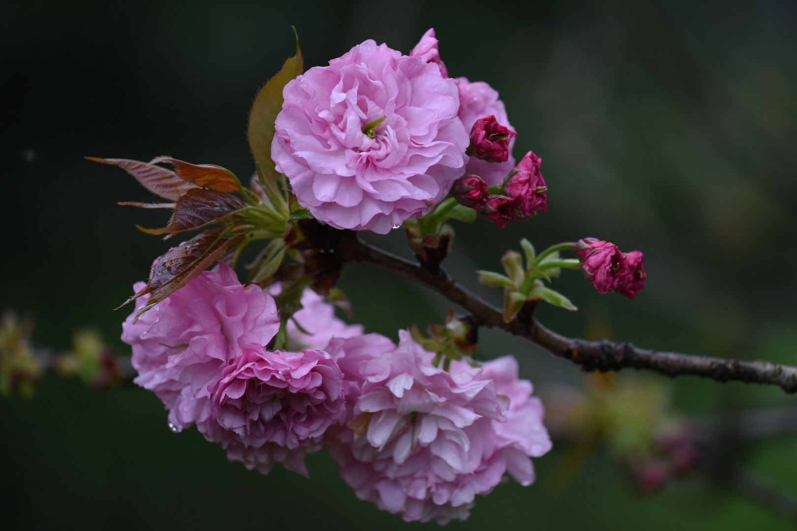 Nikon D750 + Nikon AF-S Nikkor 70-200mm F4G ED VR sample photo. 枝上花 photography