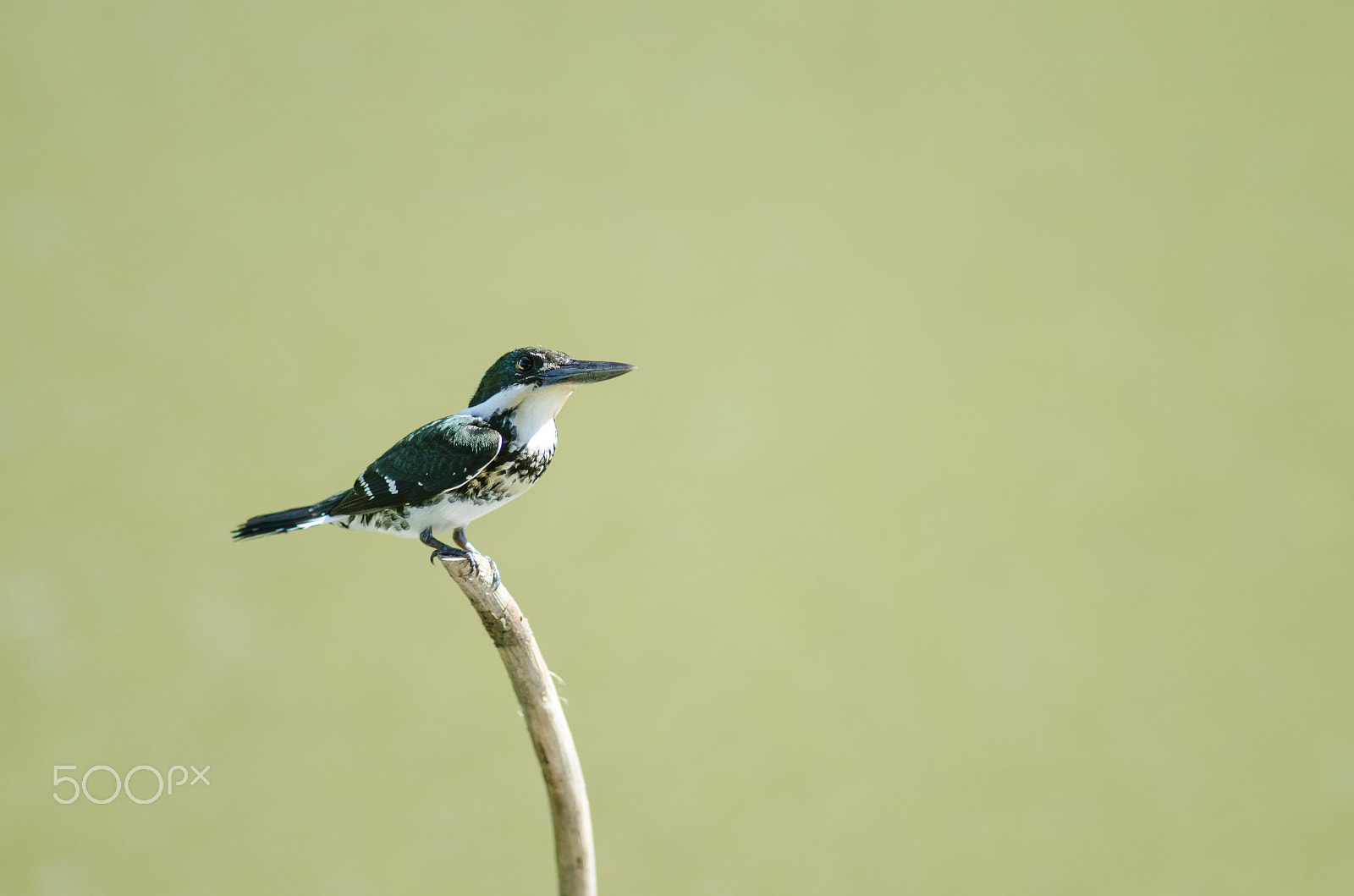 Nikon D7000 + AF Nikkor 300mm f/4 IF-ED sample photo. Martín pescador verde photography