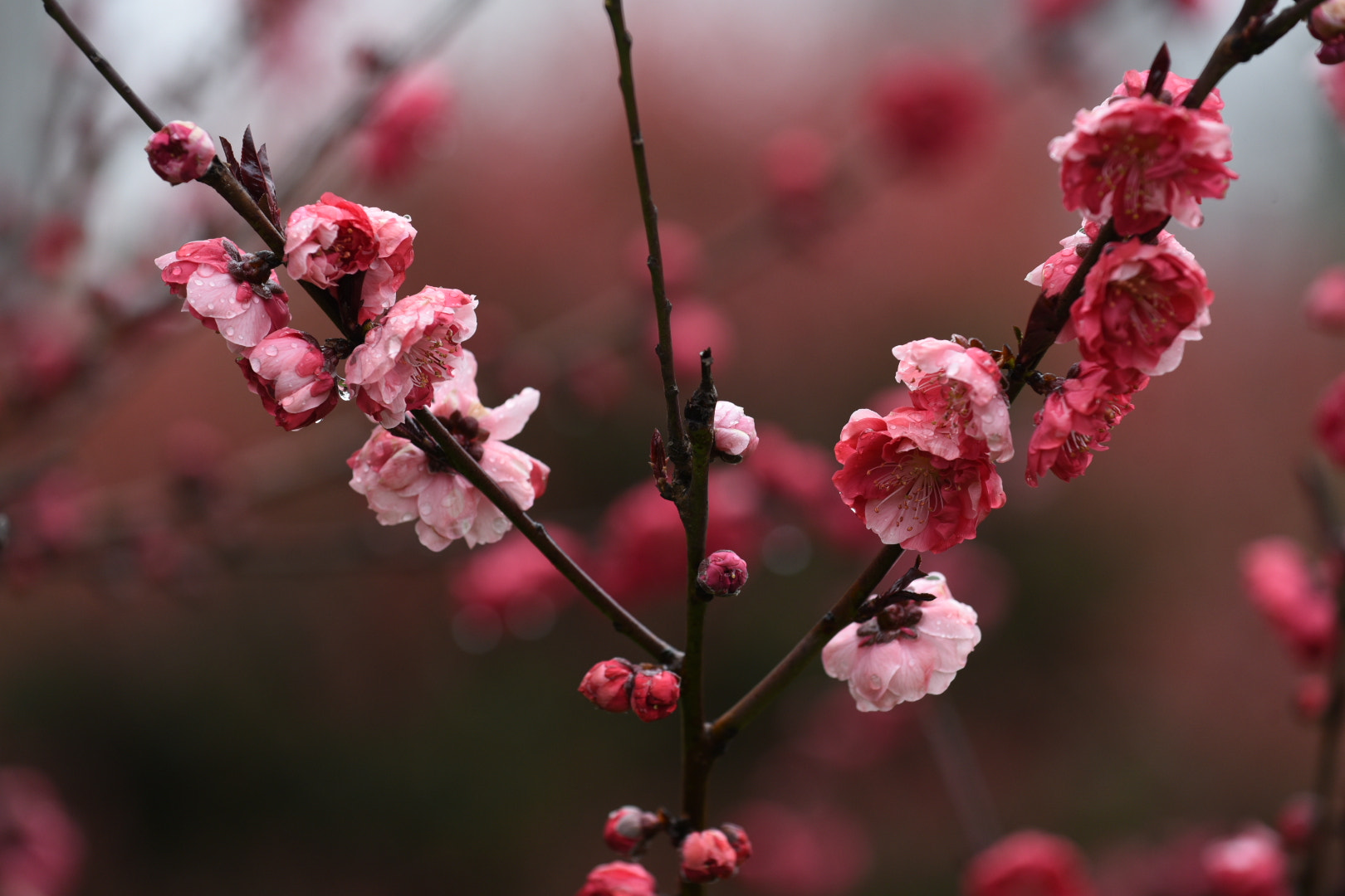 Nikon D750 + Nikon AF-S Nikkor 70-200mm F4G ED VR sample photo. 枝上花 photography