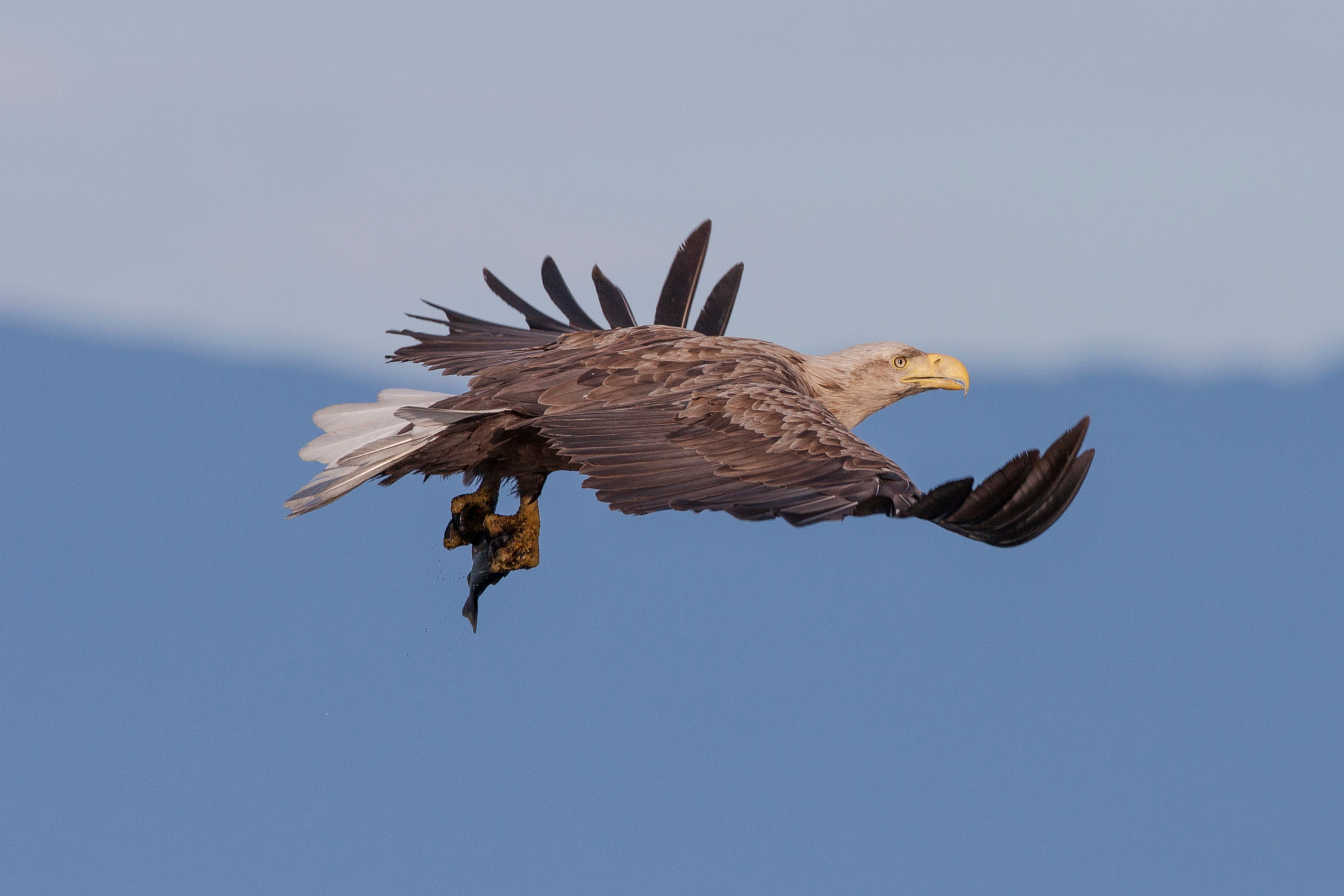 Canon EOS 5D Mark II sample photo. Angry bird photography