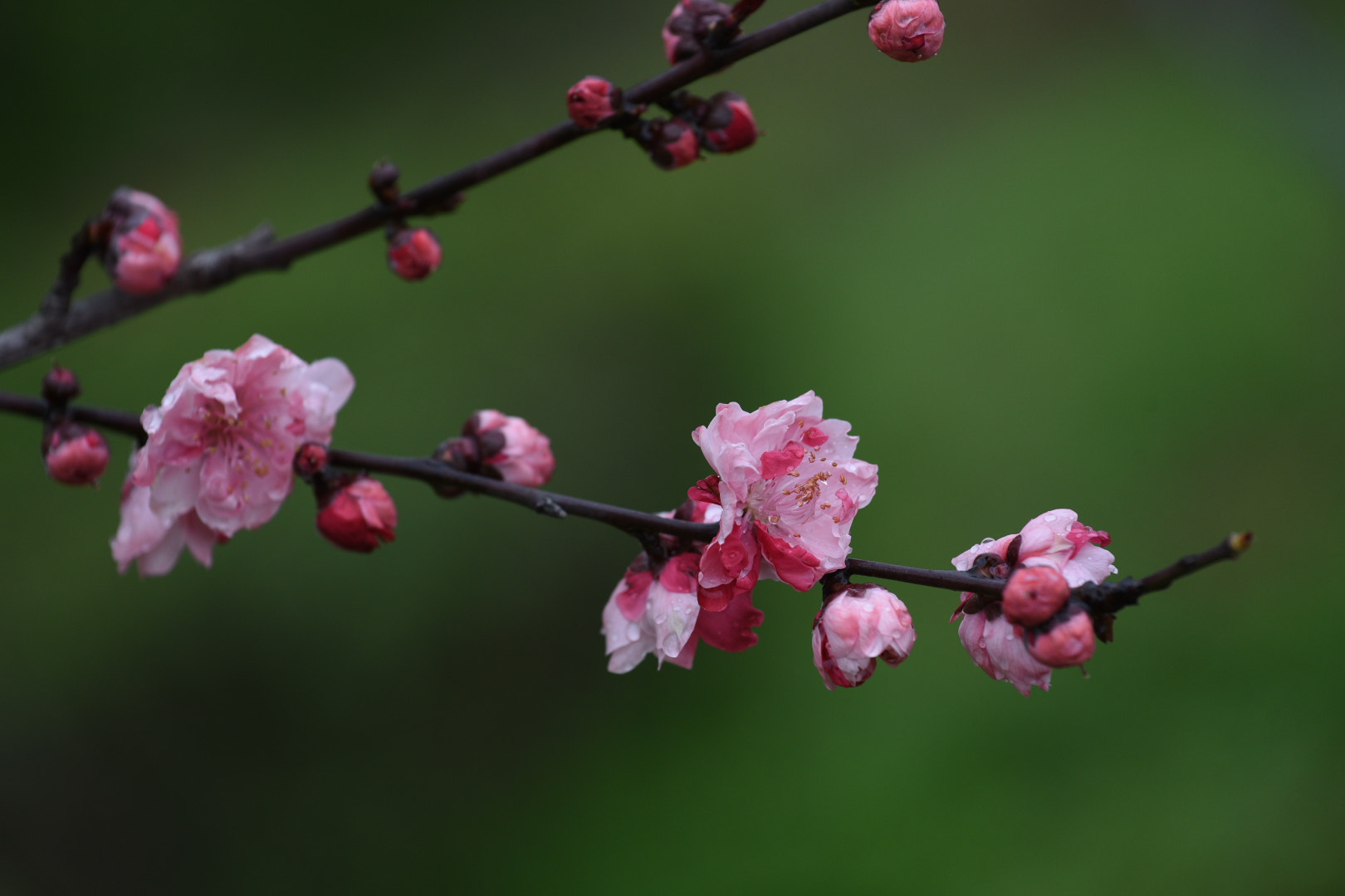 Nikon D750 + Nikon AF-S Nikkor 70-200mm F4G ED VR sample photo. 枝上花 photography