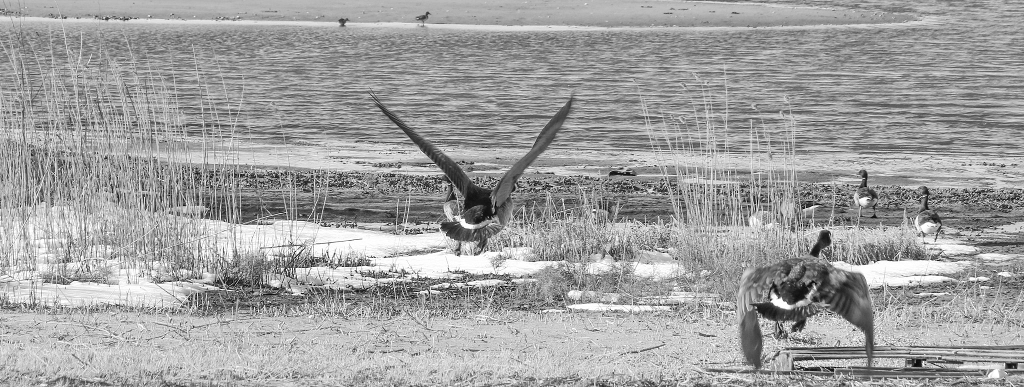 Canon EF 70-300mm F4-5.6 IS USM sample photo. Going from fly photography