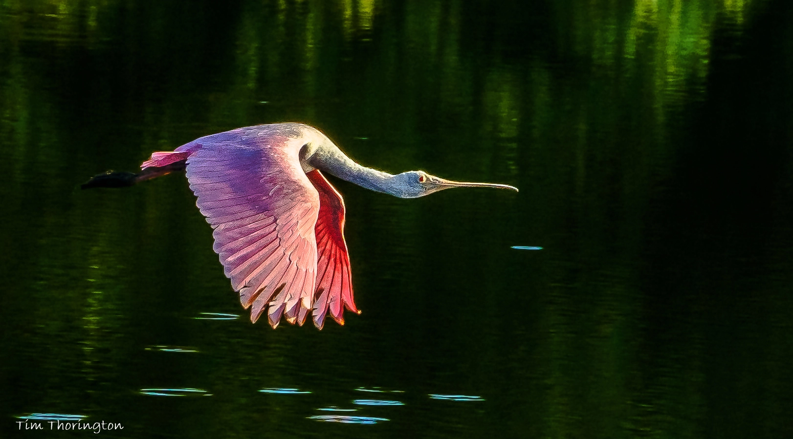 Fujifilm XF 100-400mm F4.5-5.6 R LM OIS WR sample photo. Roseate spoonbill in flight photography