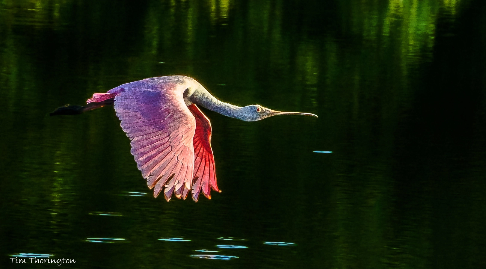 Fujifilm X-T2 + Fujifilm XF 100-400mm F4.5-5.6 R LM OIS WR sample photo. Roseate spoonbill in flight photography