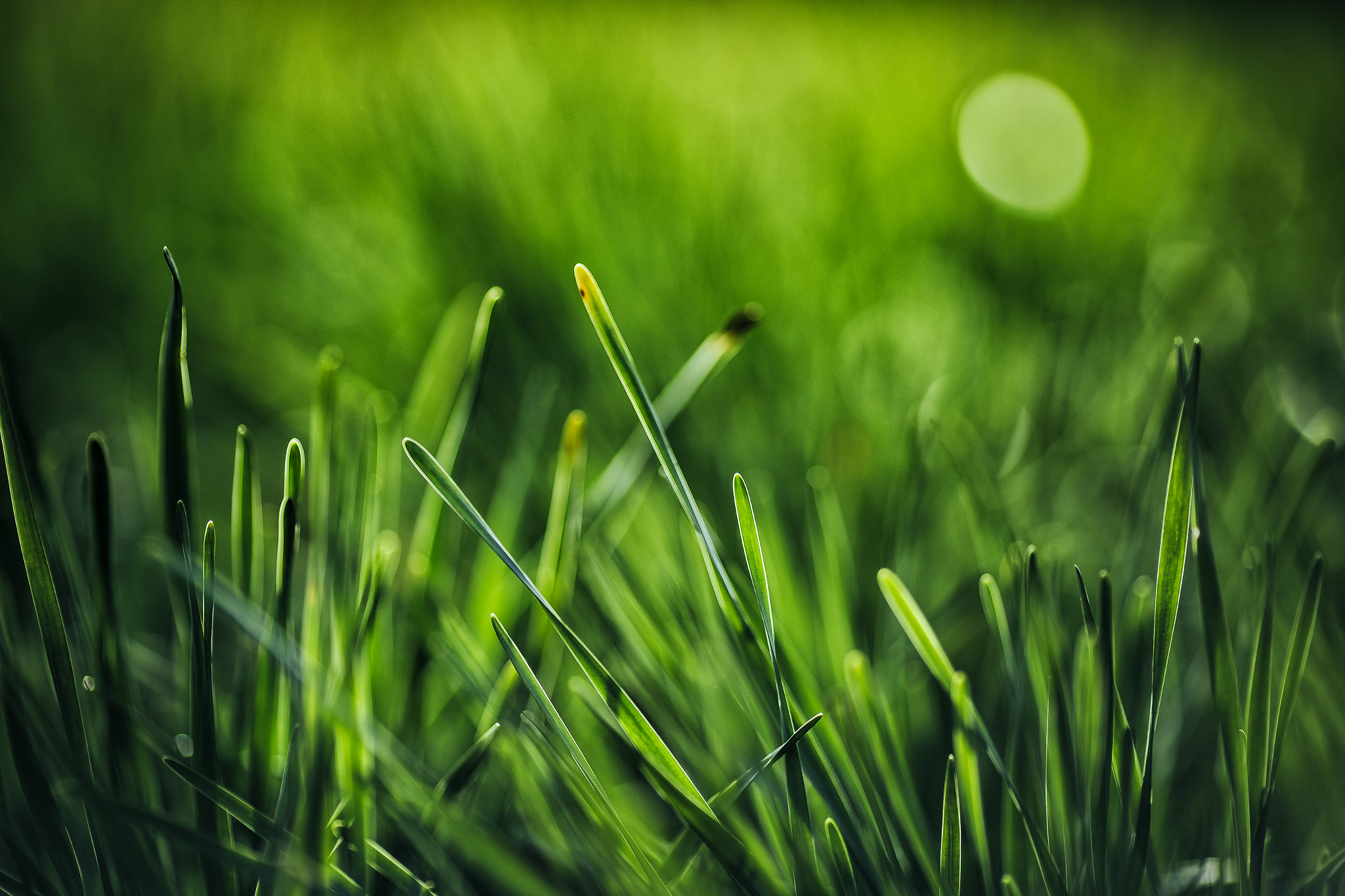 Canon EOS 6D + Canon EF 135mm F2L USM sample photo. Img photography