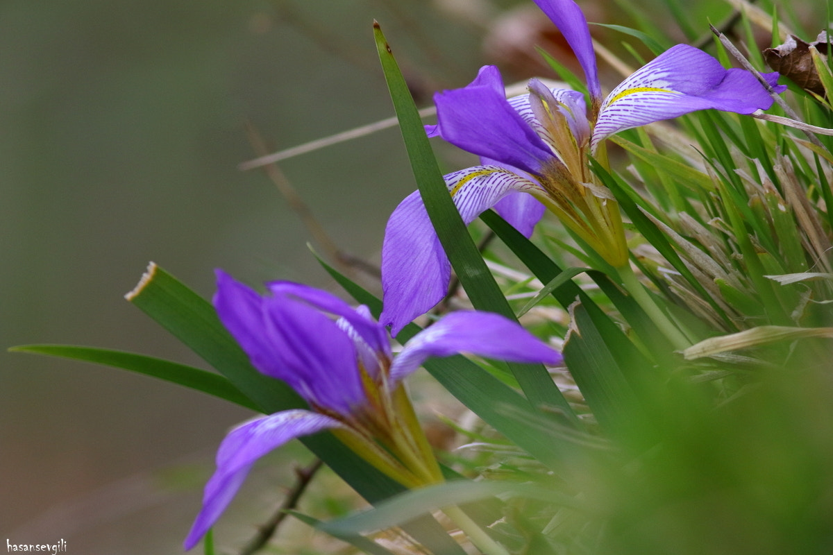 Canon EF 400mm F5.6L USM sample photo. Beauty photography