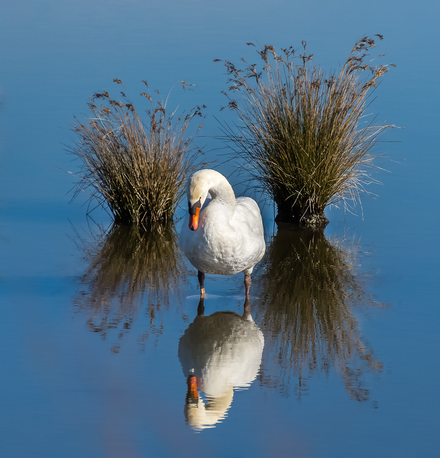 Sony a7R + Sony E 55-210mm F4.5-6.3 OSS sample photo. Toilette ... photography