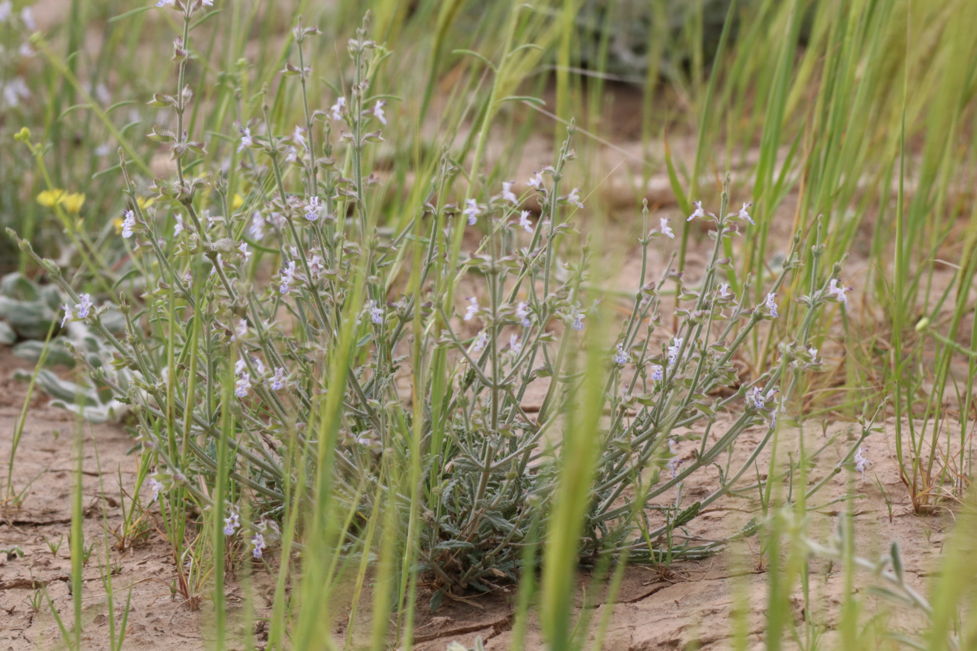 Canon EF 70-300mm F4-5.6 IS USM sample photo