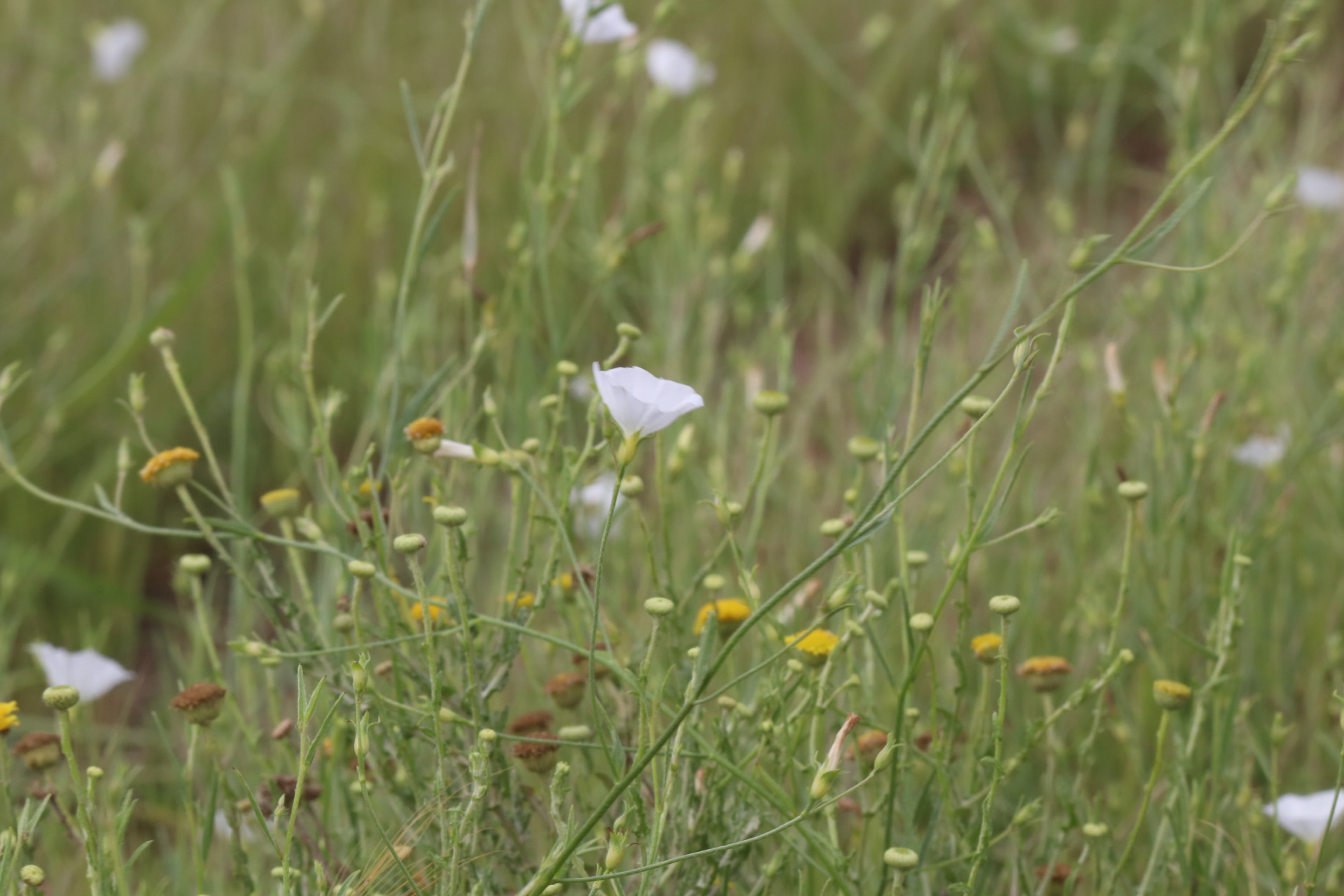 Canon EF 70-300mm F4-5.6 IS USM sample photo