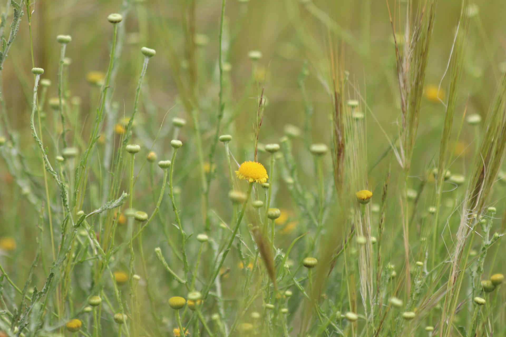 Canon EF 70-300mm F4-5.6 IS USM sample photo