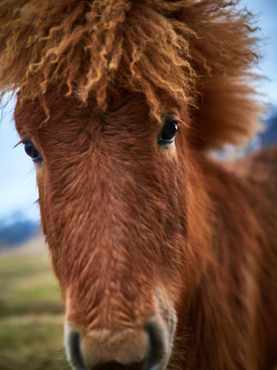 Olympus OM-D E-M1 Mark II sample photo. Why the long face? photography