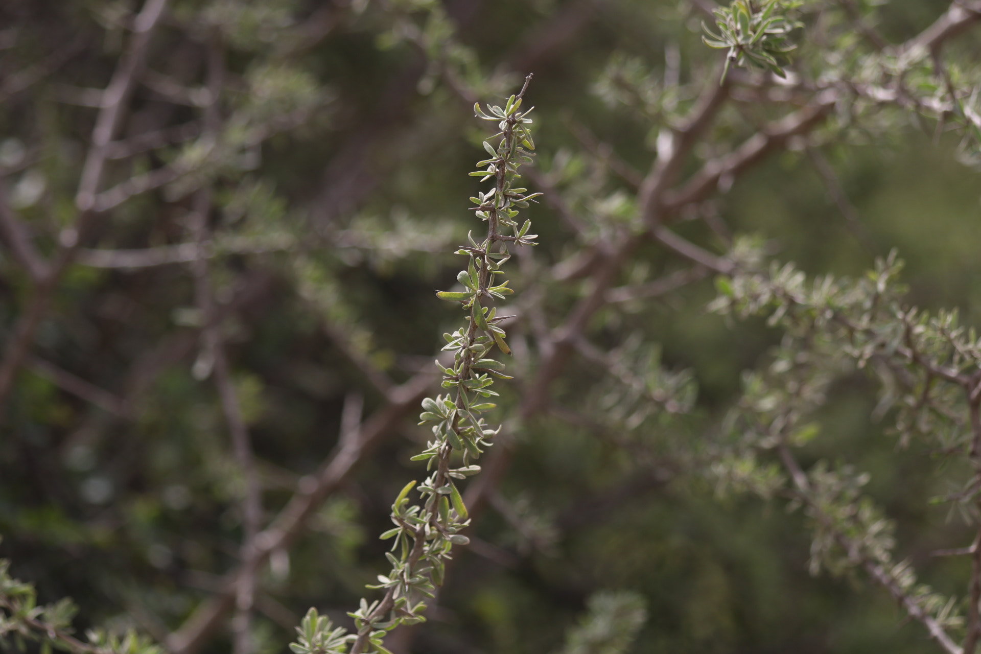 Canon EF 70-300mm F4-5.6 IS USM sample photo