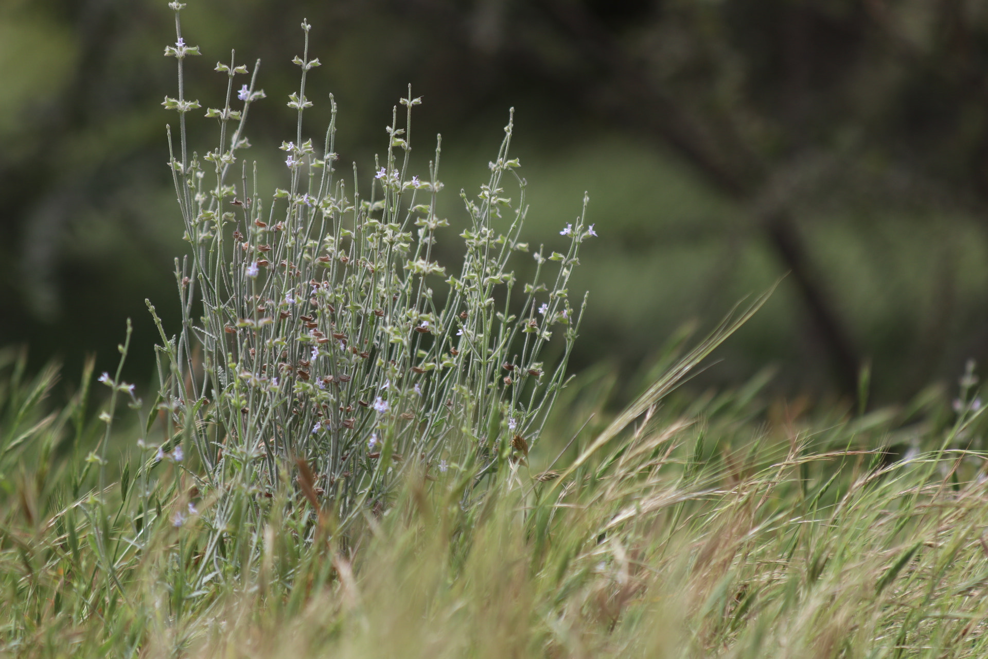 Canon EF 70-300mm F4-5.6 IS USM sample photo