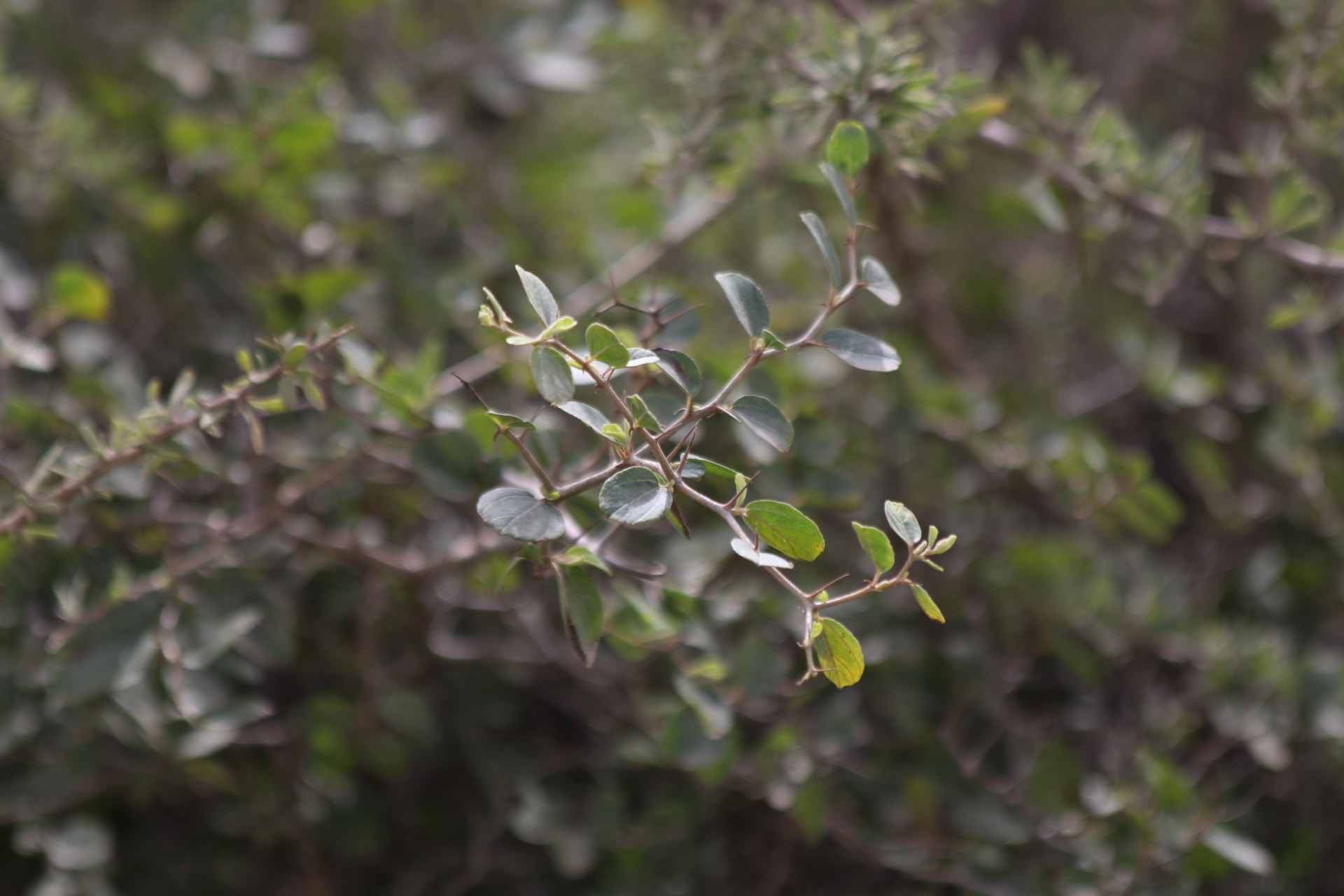 Canon EF 70-300mm F4-5.6 IS USM sample photo