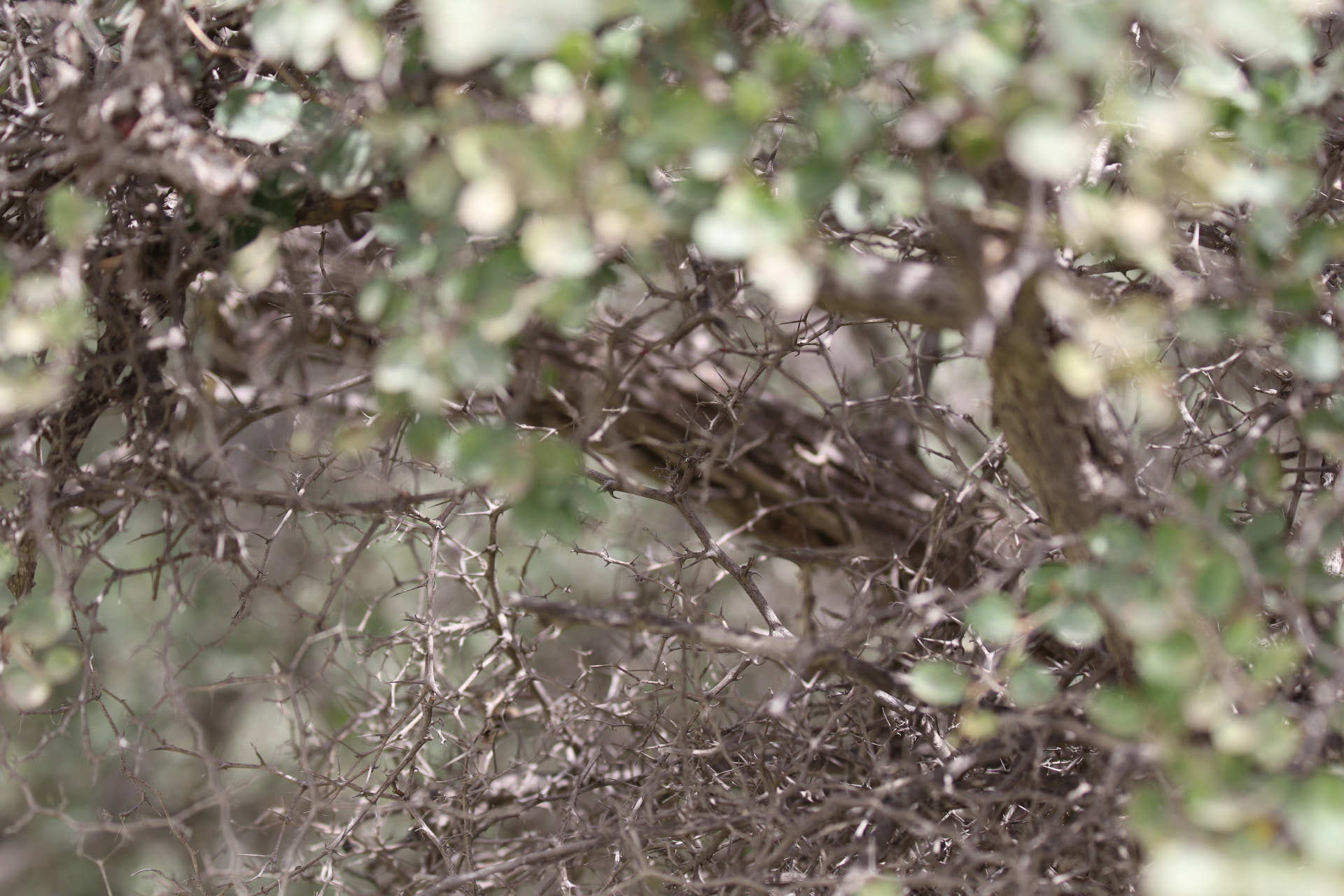 Canon EF 70-300mm F4-5.6 IS USM sample photo