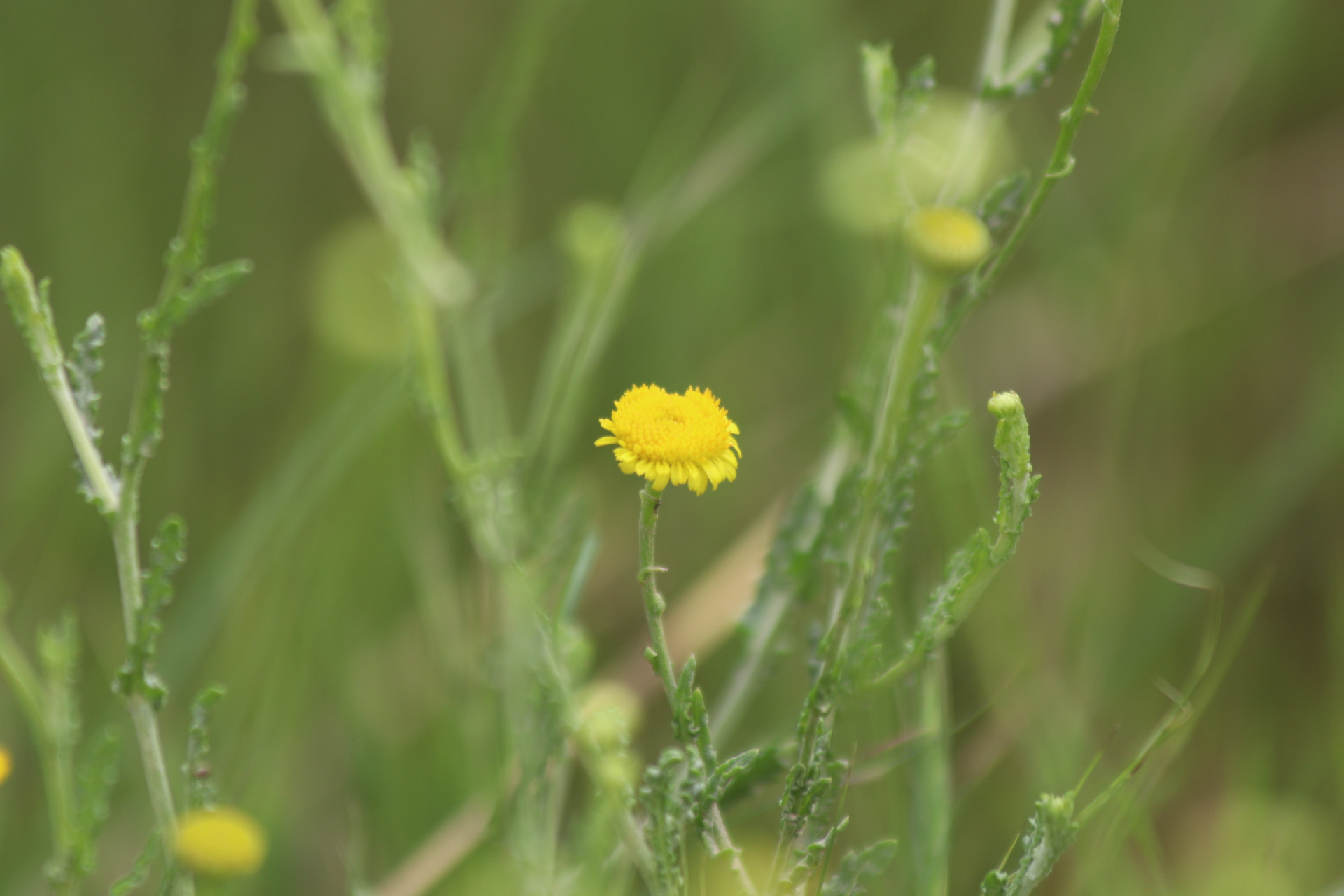 Canon EF 70-300mm F4-5.6 IS USM sample photo