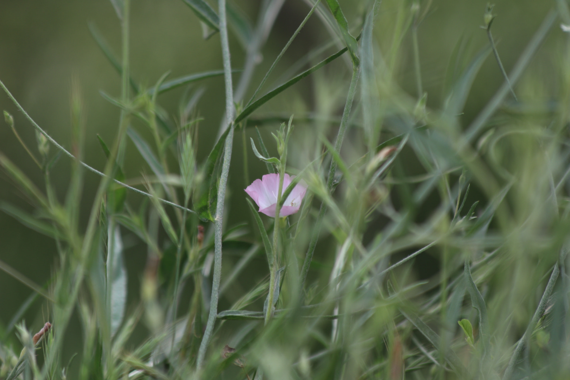 Canon EF 70-300mm F4-5.6 IS USM sample photo