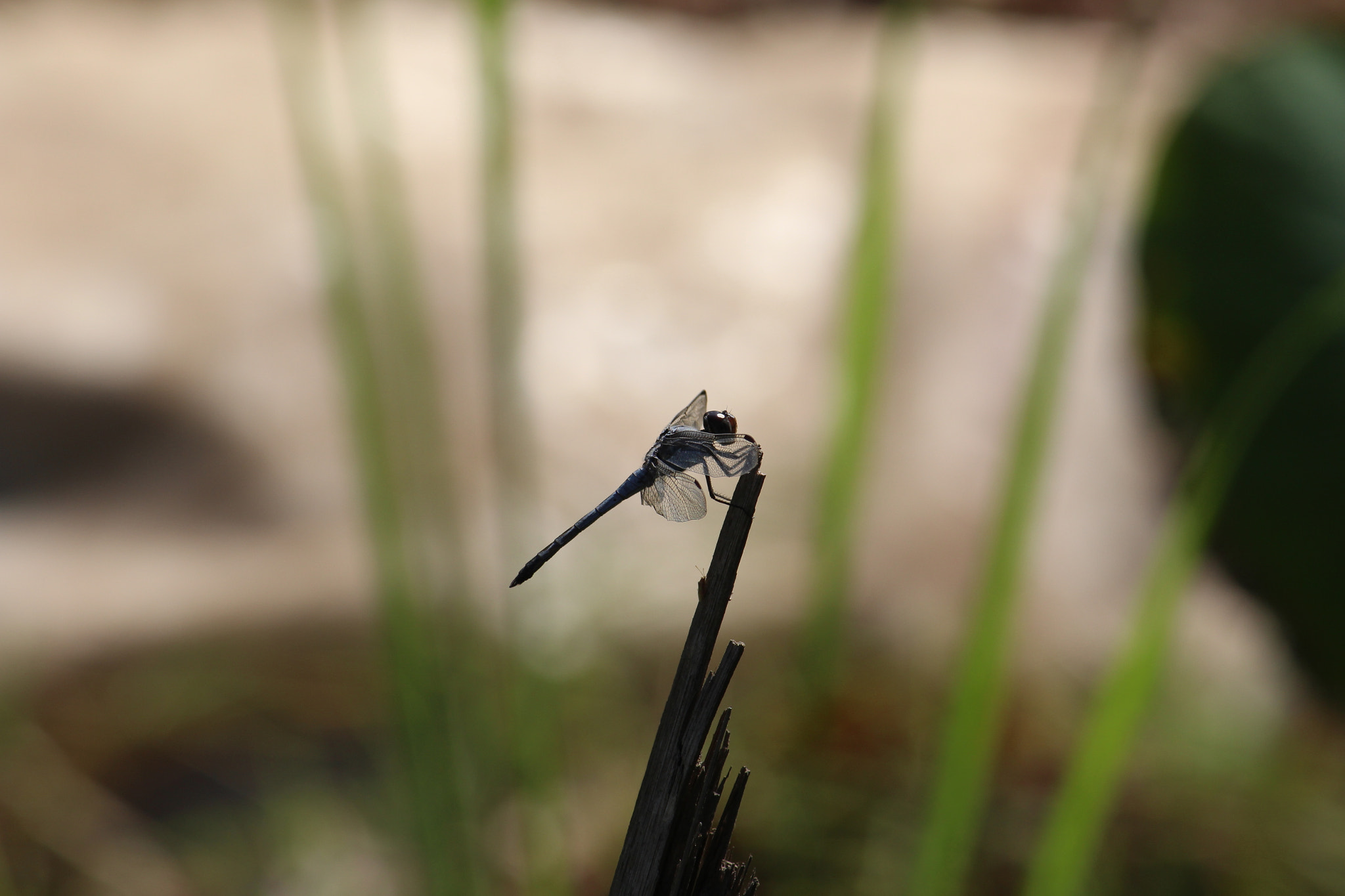 Canon EF 22-55mm f/4-5.6 USM sample photo. Dragonfly photography