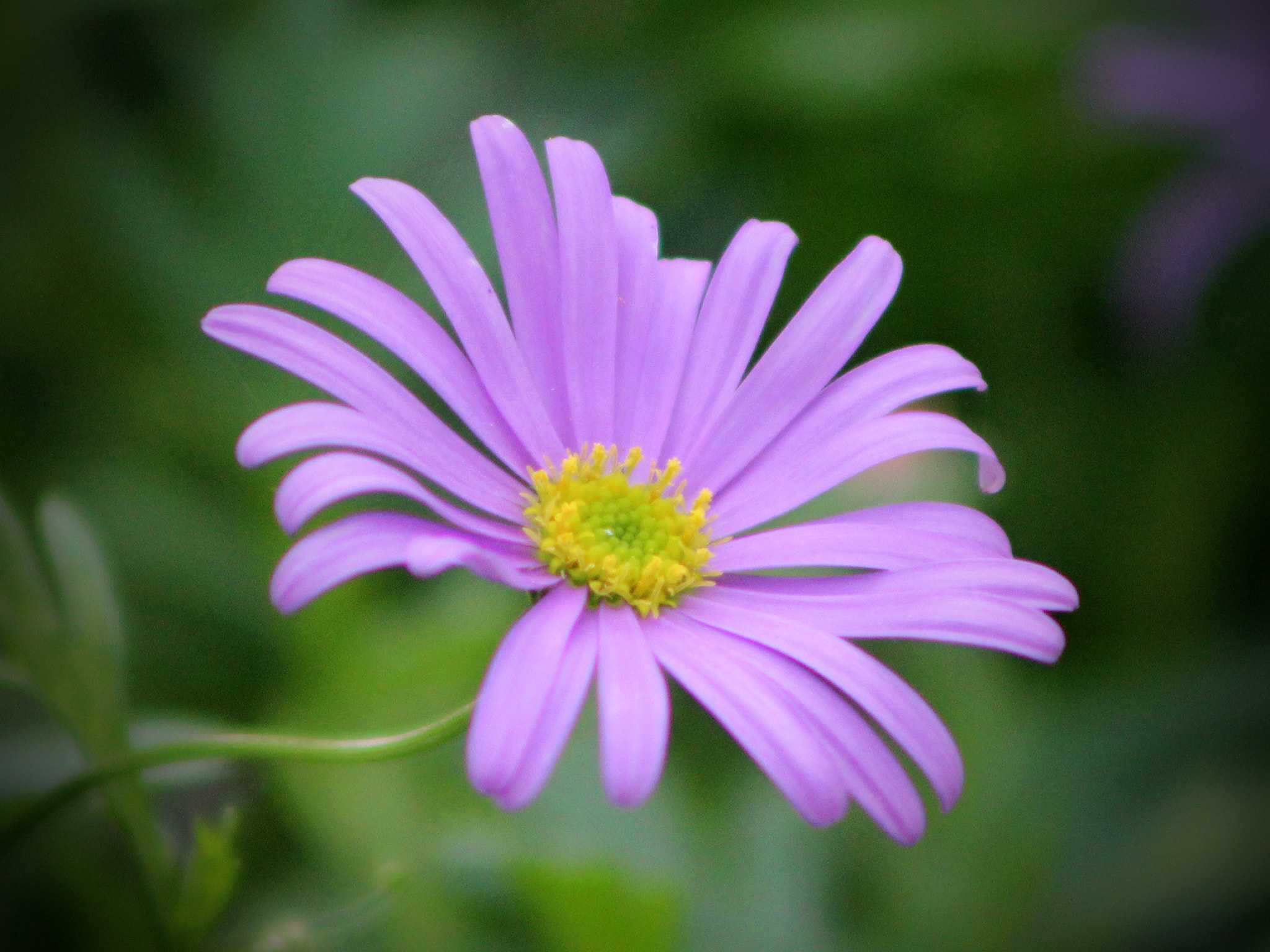 Canon EOS 600D (Rebel EOS T3i / EOS Kiss X5) + EF75-300mm f/4-5.6 sample photo. Flower photography
