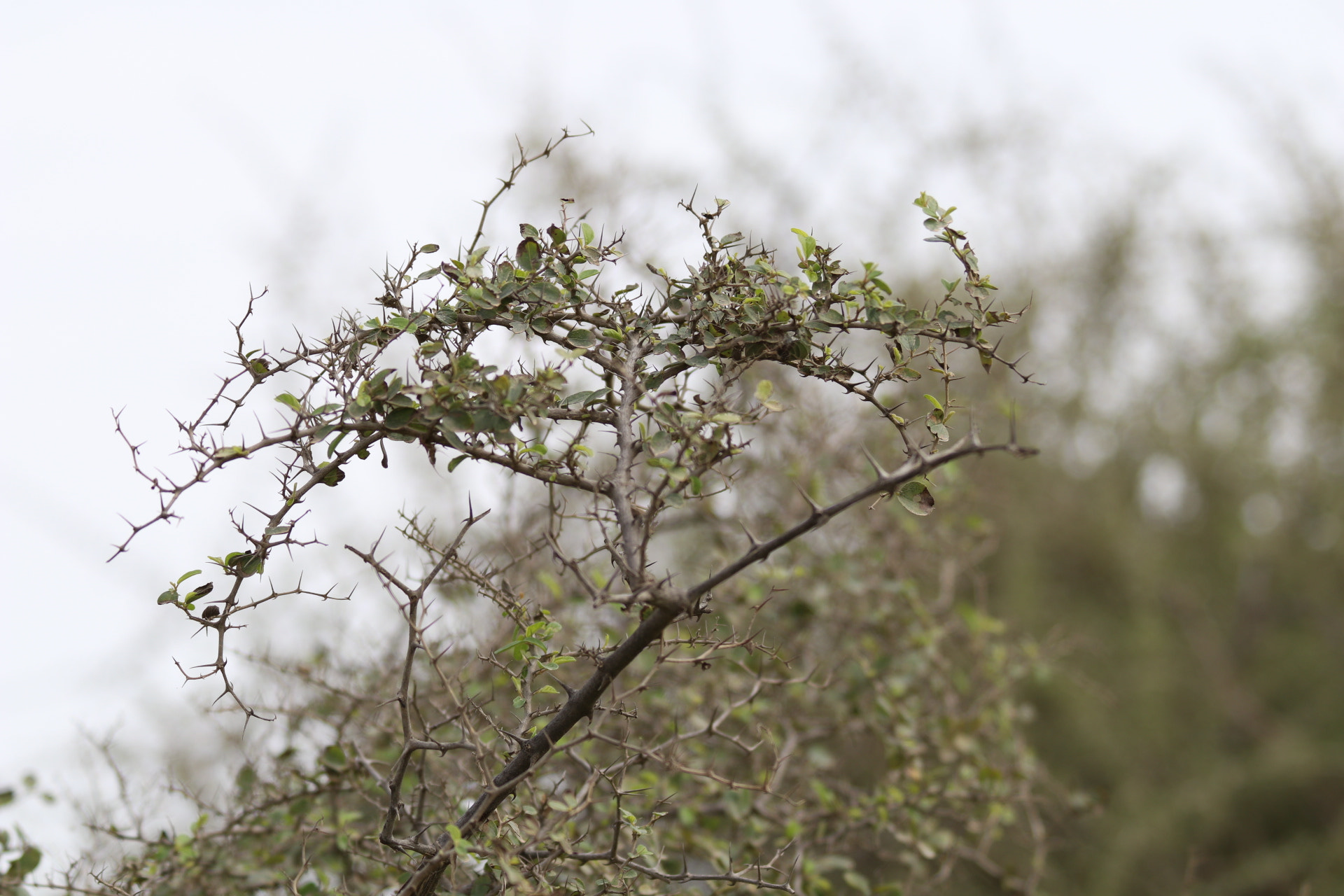 Canon EF 70-300mm F4-5.6 IS USM sample photo