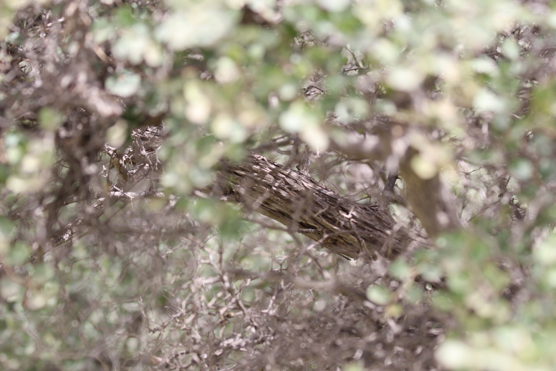 Canon EF 70-300mm F4-5.6 IS USM sample photo