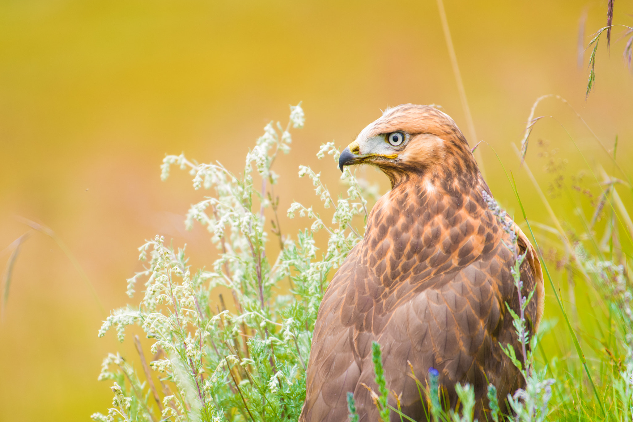 Nikon AF-S Nikkor 200-500mm F5.6E ED VR sample photo. Upland buzzard photography