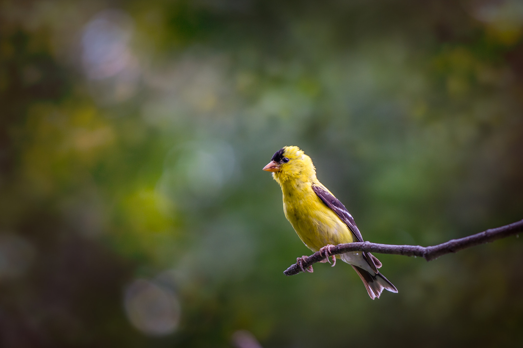 Canon EF-S 55-250mm F4-5.6 IS sample photo. Out on a limb. photography