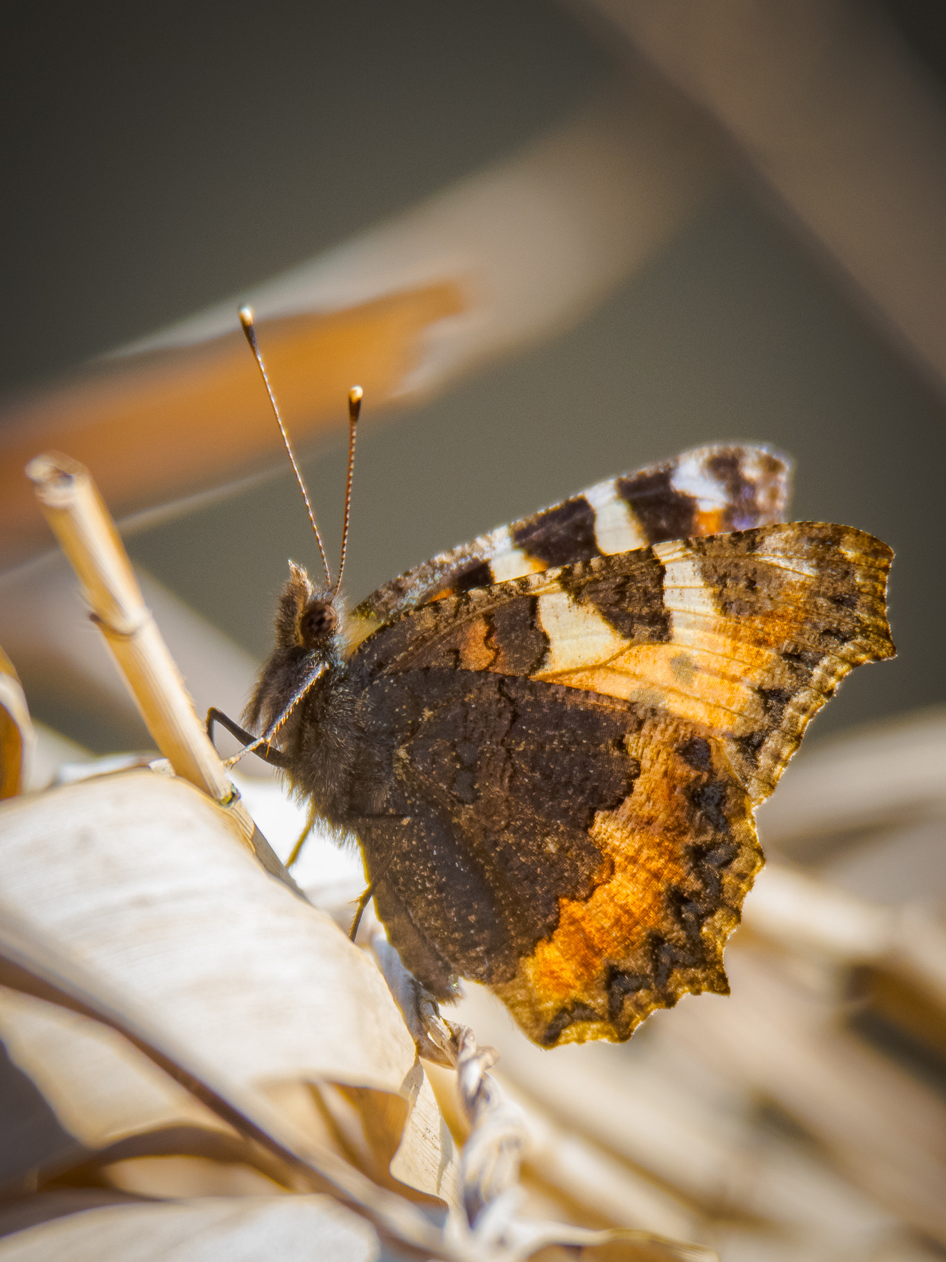 Nikon D7200 sample photo. Butterfly photography