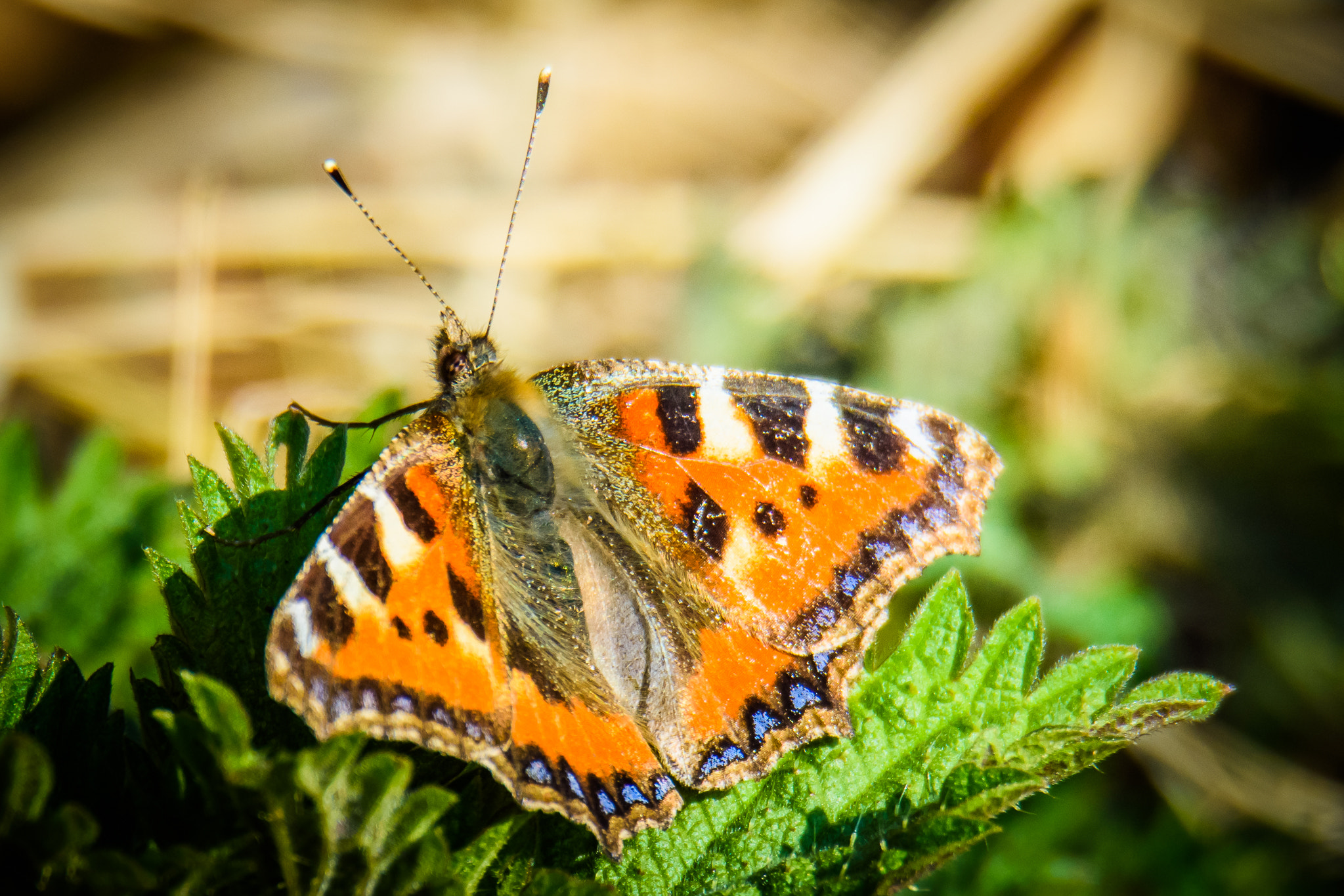 Nikon D7200 sample photo. Kleine vos vlinder photography