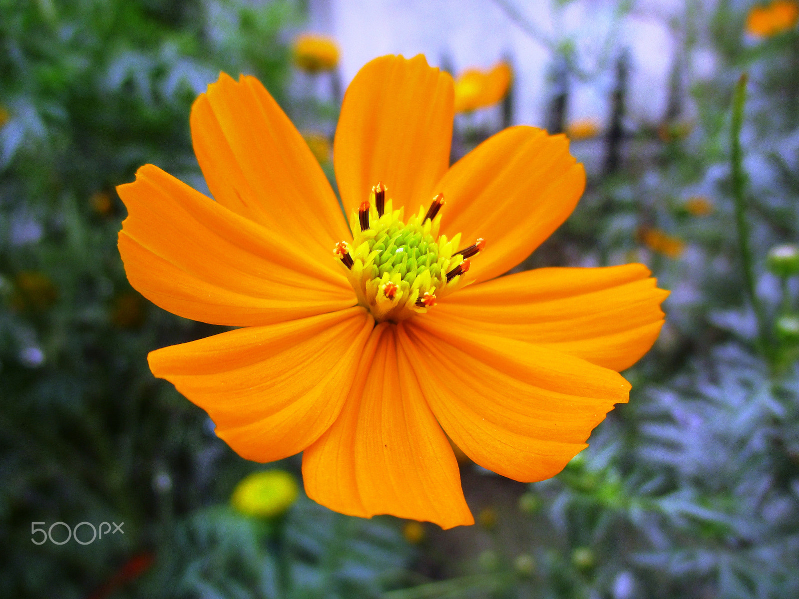 Canon PowerShot ELPH 160 (IXUS 160 / IXY 150) sample photo. Id: cosmic orange flower photography