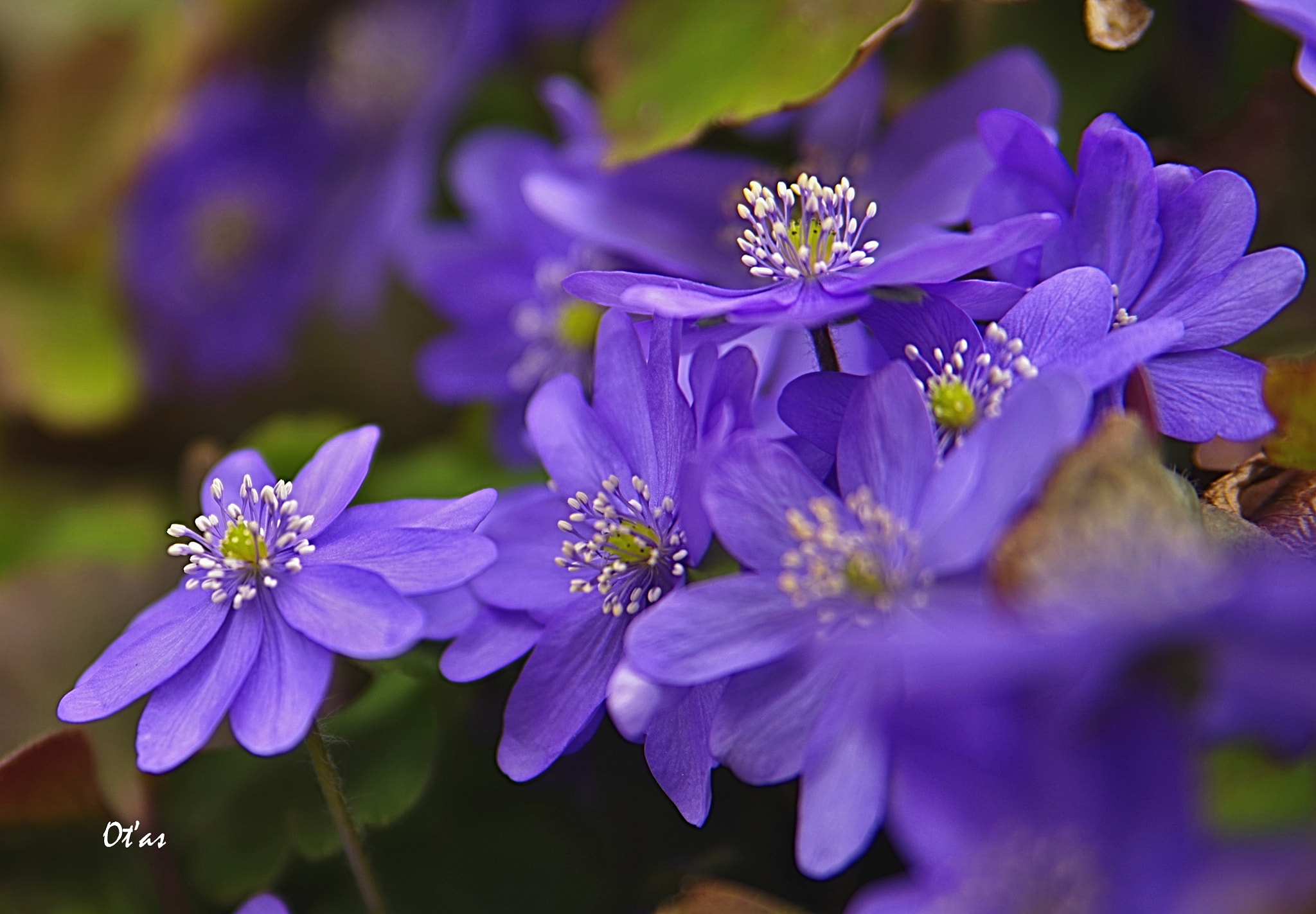 Pentax K-1 + Tamron AF 28-75mm F2.8 XR Di LD Aspherical (IF) sample photo. Flowers photography