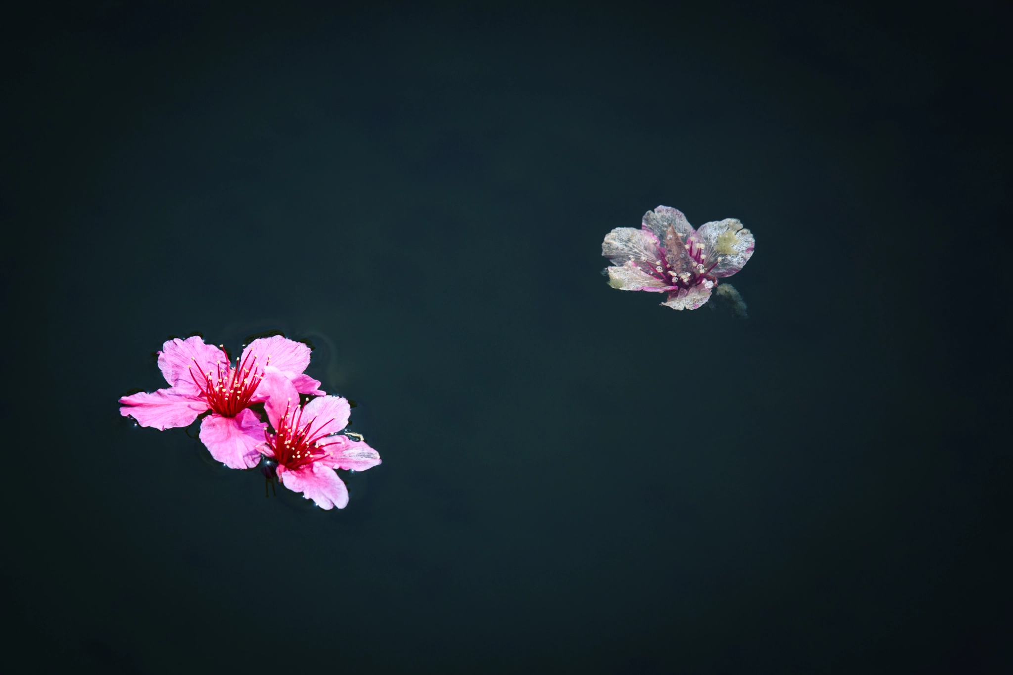 Nikon D500 sample photo. Cherry blossoms floating photography