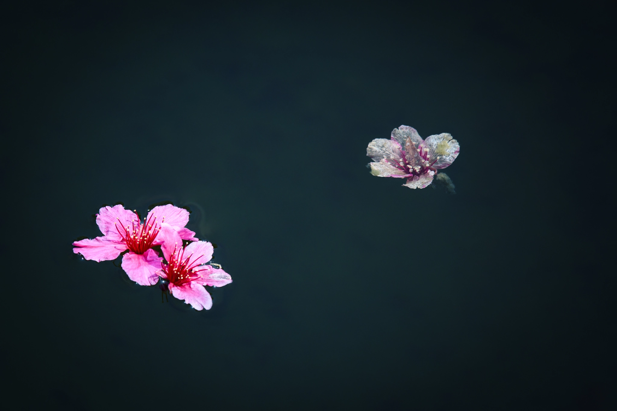 Nikon Nikkor AF-S 300mm F4E PF ED VR sample photo. Cherry blossoms floating photography