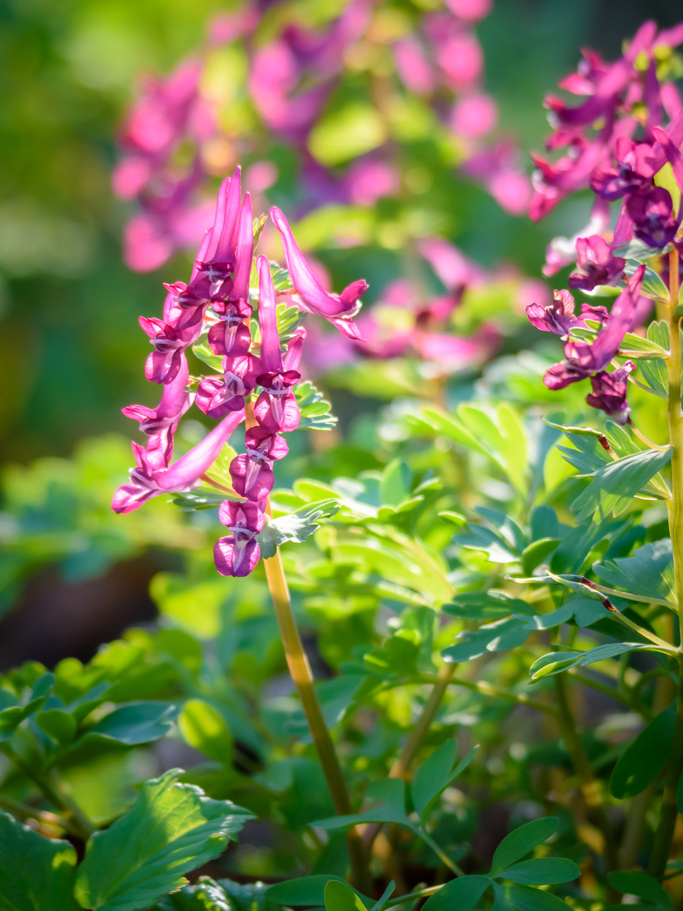 Nikon D7200 sample photo. Purple pink flowers. photography