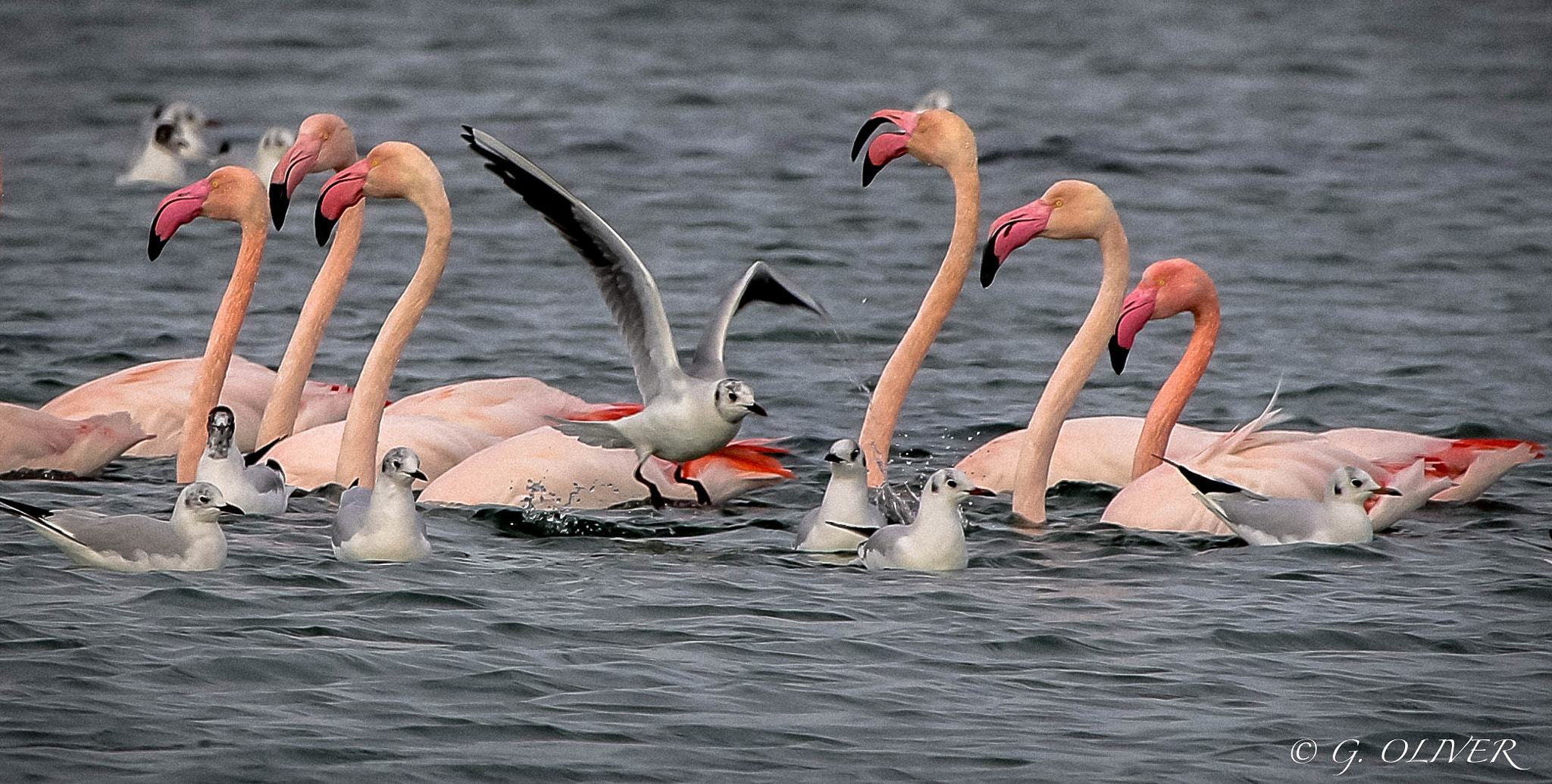 Canon EF 100-400mm F4.5-5.6L IS USM sample photo. Flamant rose,berre l'etang, le 12 février 2017 photography