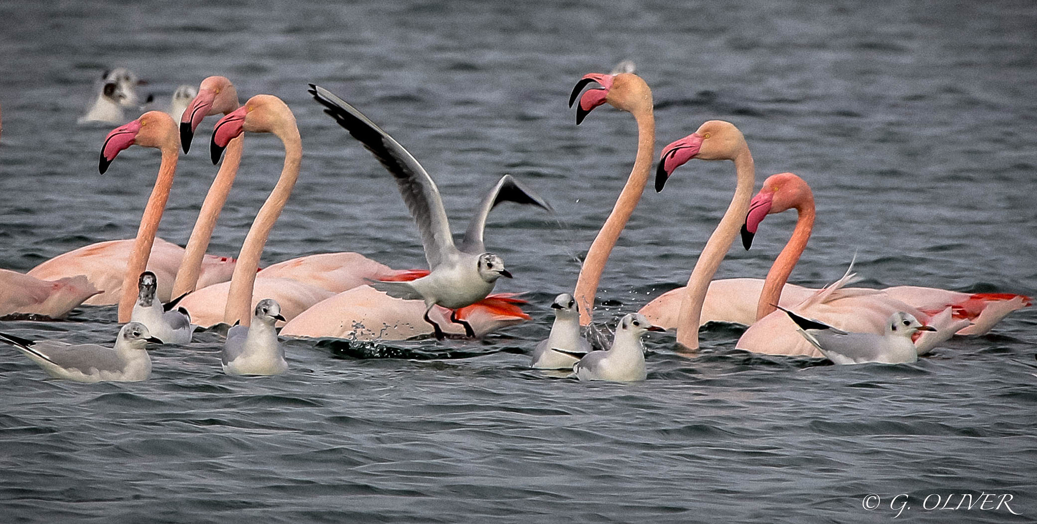 Canon EOS 7D Mark II + Canon EF 100-400mm F4.5-5.6L IS USM sample photo. Flamant rose,berre l'etang, le 12 février 2017 photography