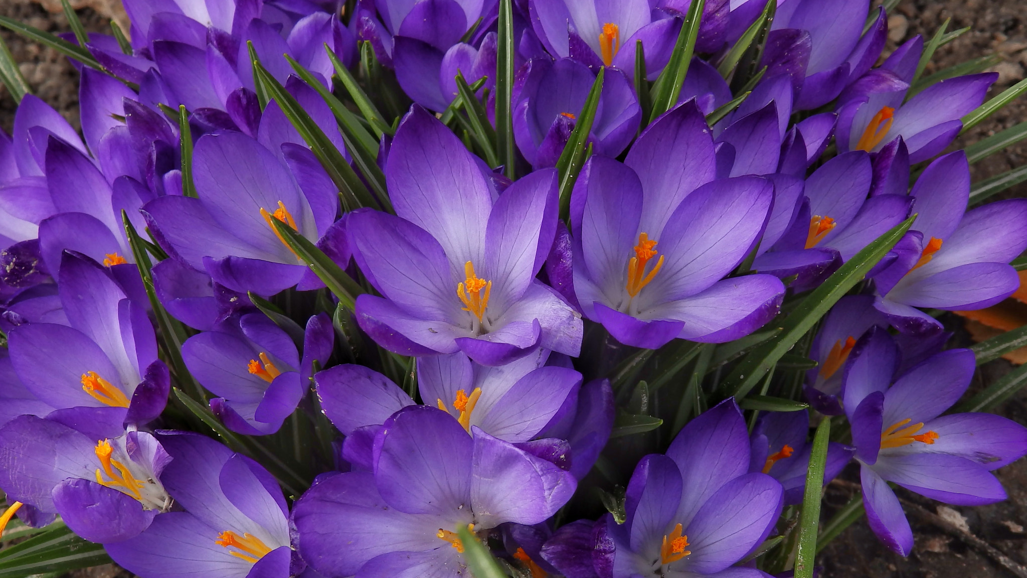 Olympus SP-820UZ sample photo. Crocuses photography