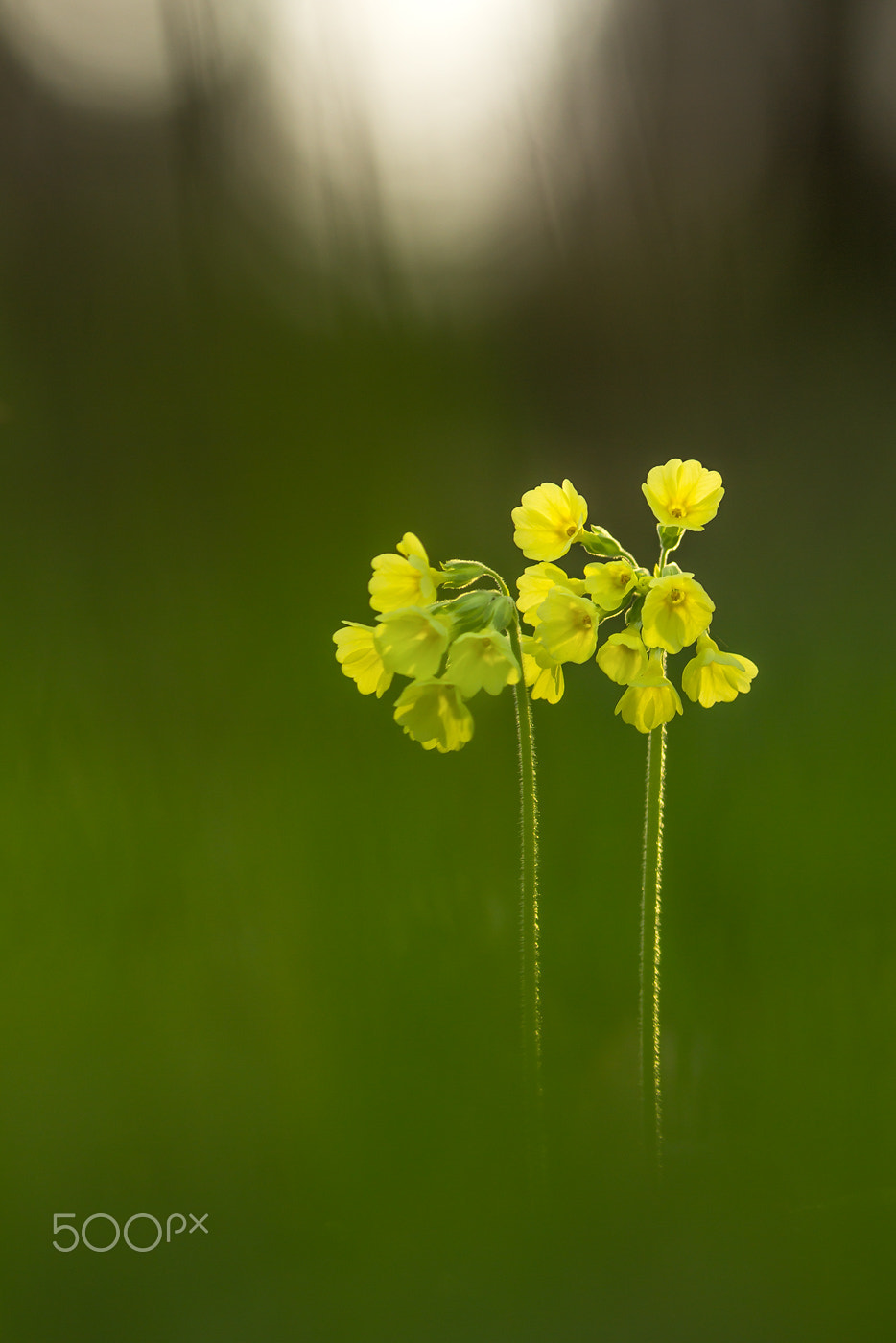 Canon EF 200mm F2.8L II USM sample photo. Hohe schlüsselblume │ true oxlip │ primula elatior photography