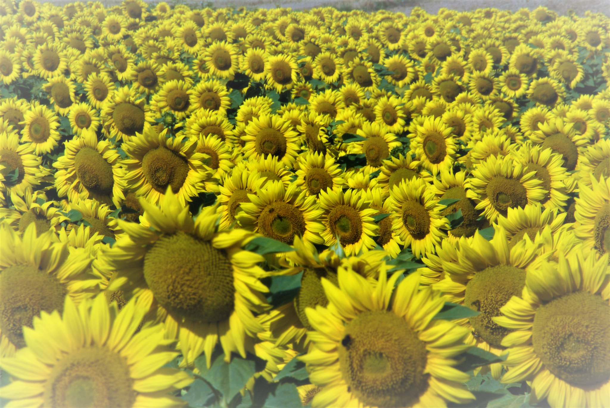 Sony DT 18-200mm F3.5-6.3 sample photo. Sunflowers photography
